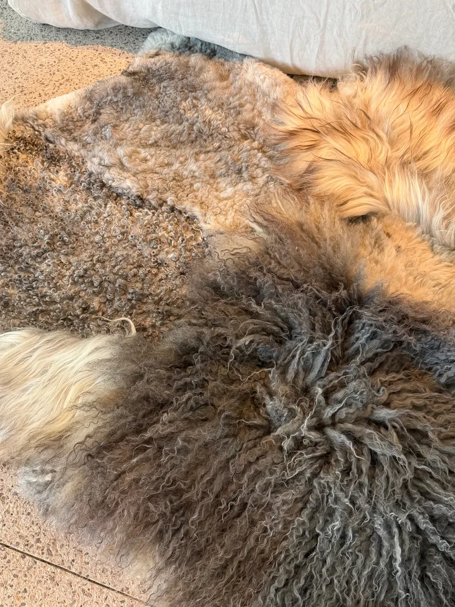 Frost by Wol Society, a grey sheepskin rug with long charcoal curls, silver pelts and honey tips