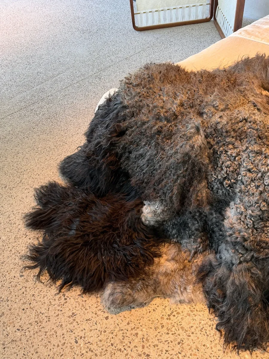 Shadow by Wol Society, a dark sheep skin rug with long black fleece around tight silver grey curls