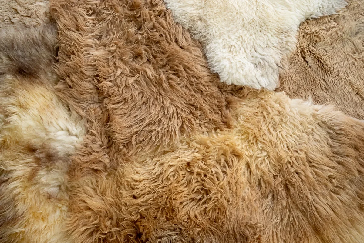 Teddy by Wol Society, a large caramel and honey sheep skin rug with a cream accent
