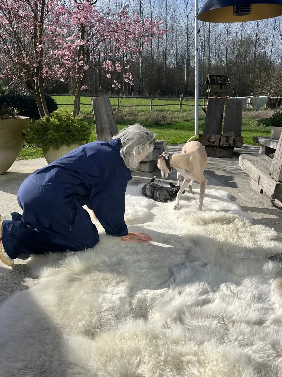 Lilo by Wol Society, a cream sheep skin rug with long, soft fleece and a warm brown edge