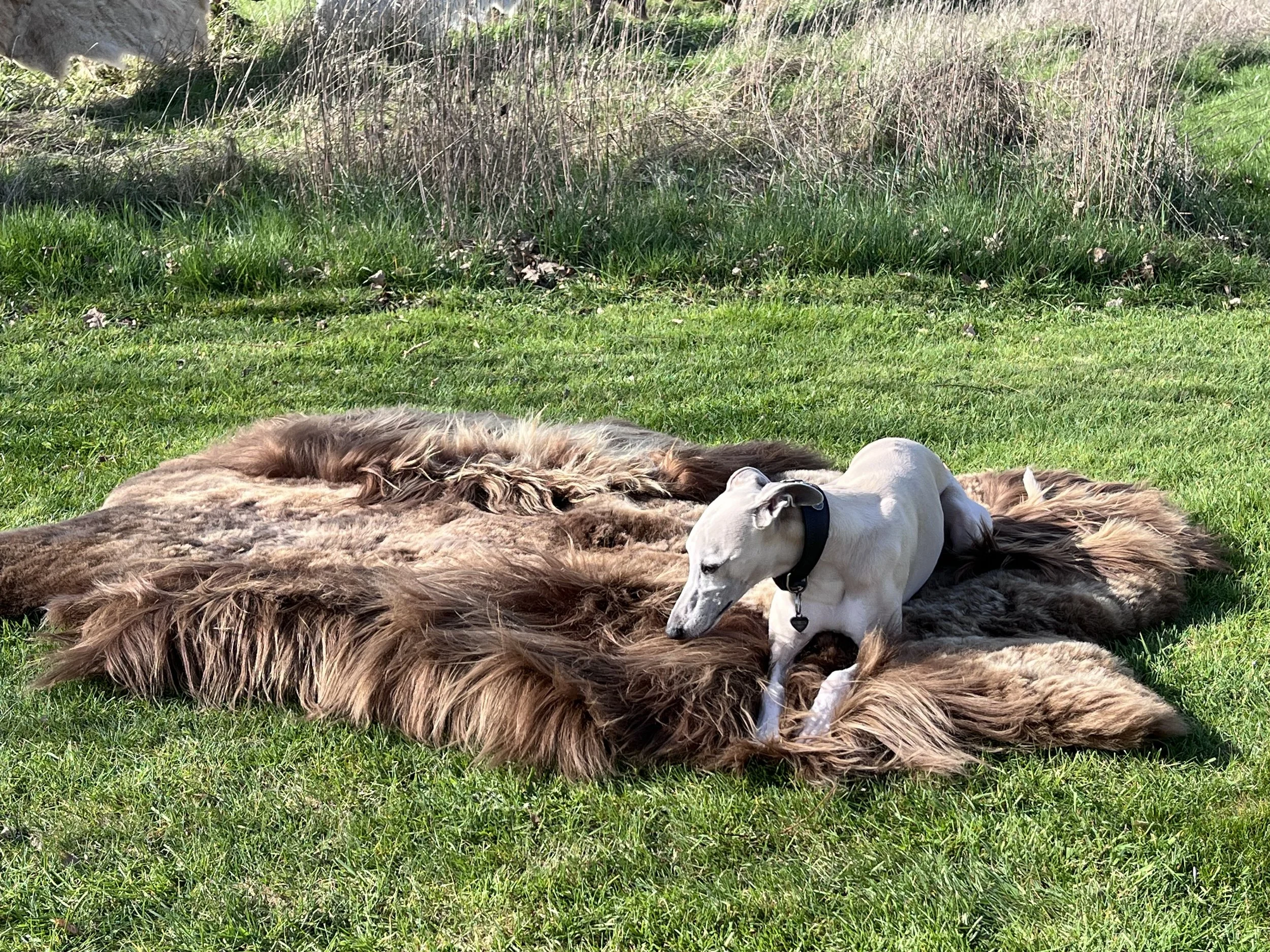 Miso by Wol Society, a shaggy taupe and grey-brown sheepskin rug with lighter tips