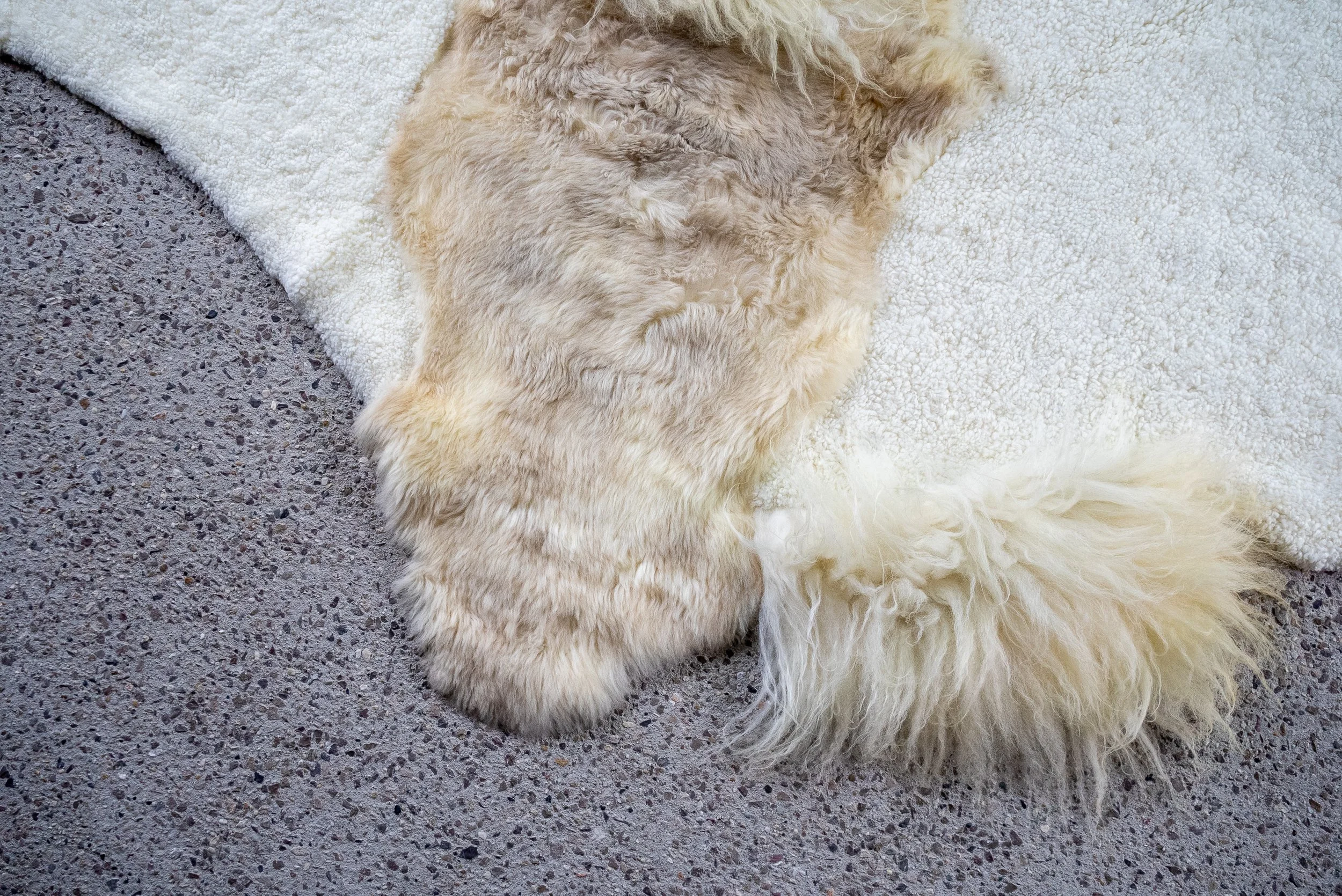 cutie-sheepskin-rug (4).jpg