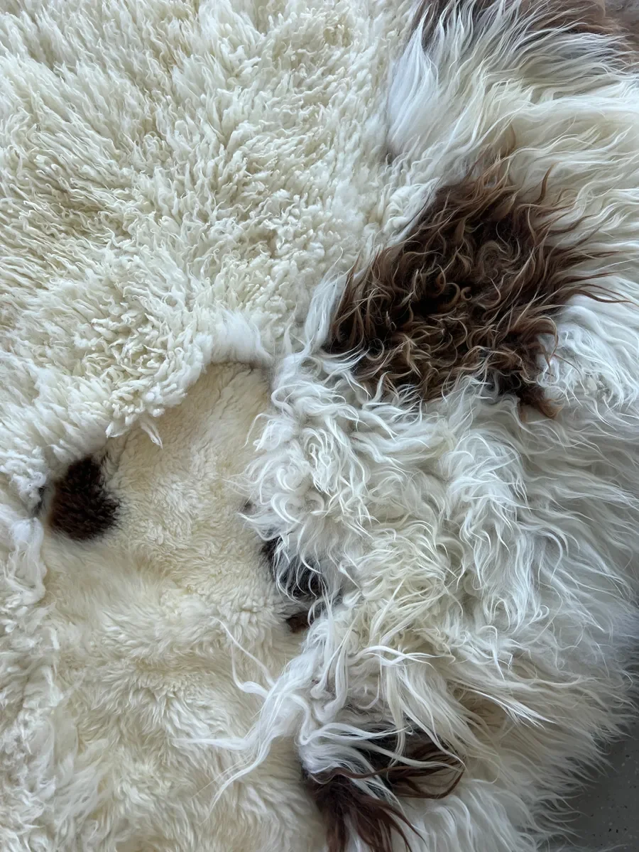Latte Macchiato by Wol Society, a cream sheep skin rug with patches of chocolate brown