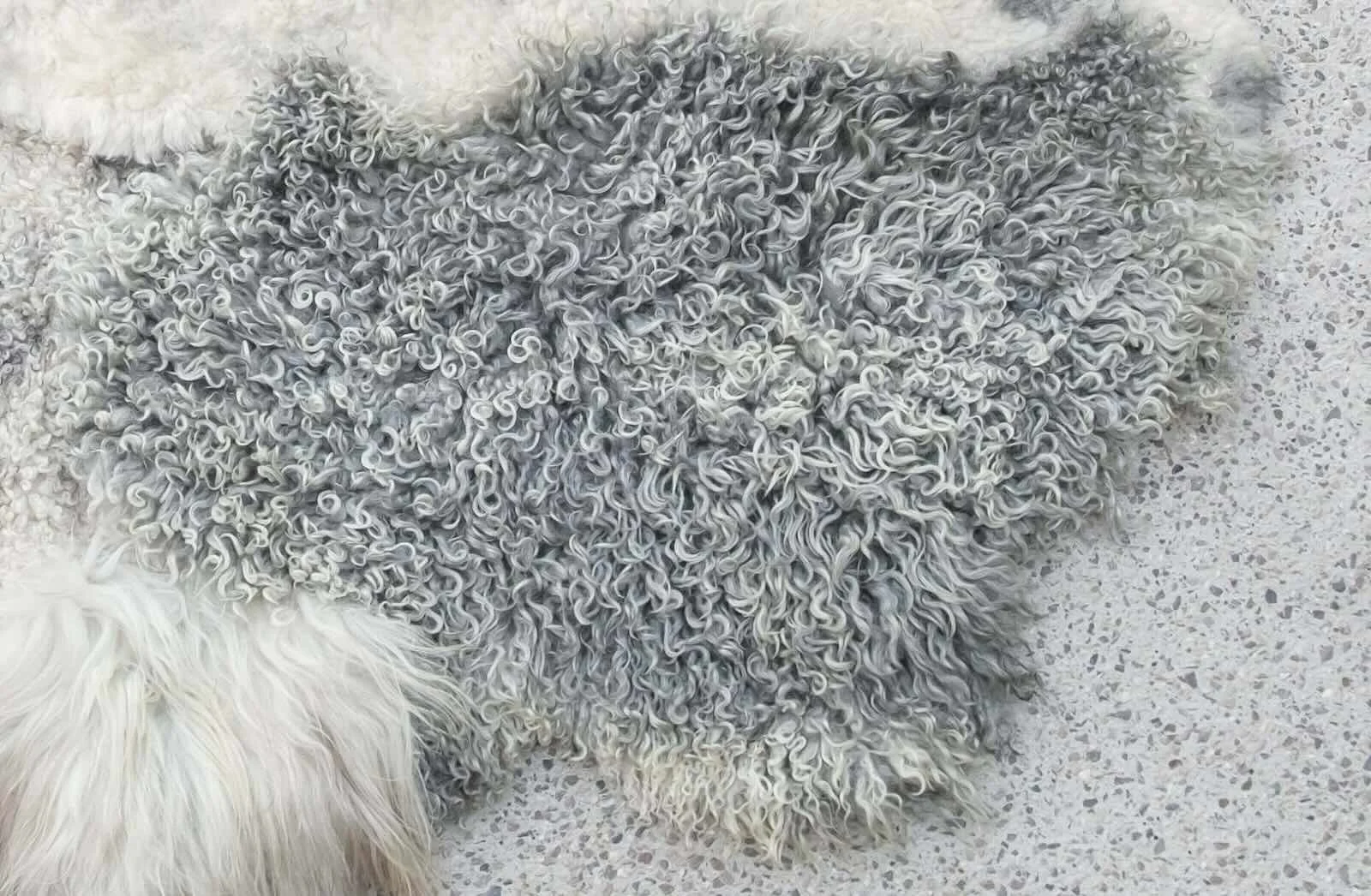 Close-up of curly grey Gotland pelt on a Wol Society sheep skin rug.