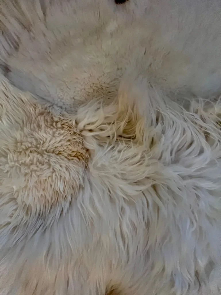 Layla by Wol Society, a creamy white sheepskin rug with long, flowing fleece