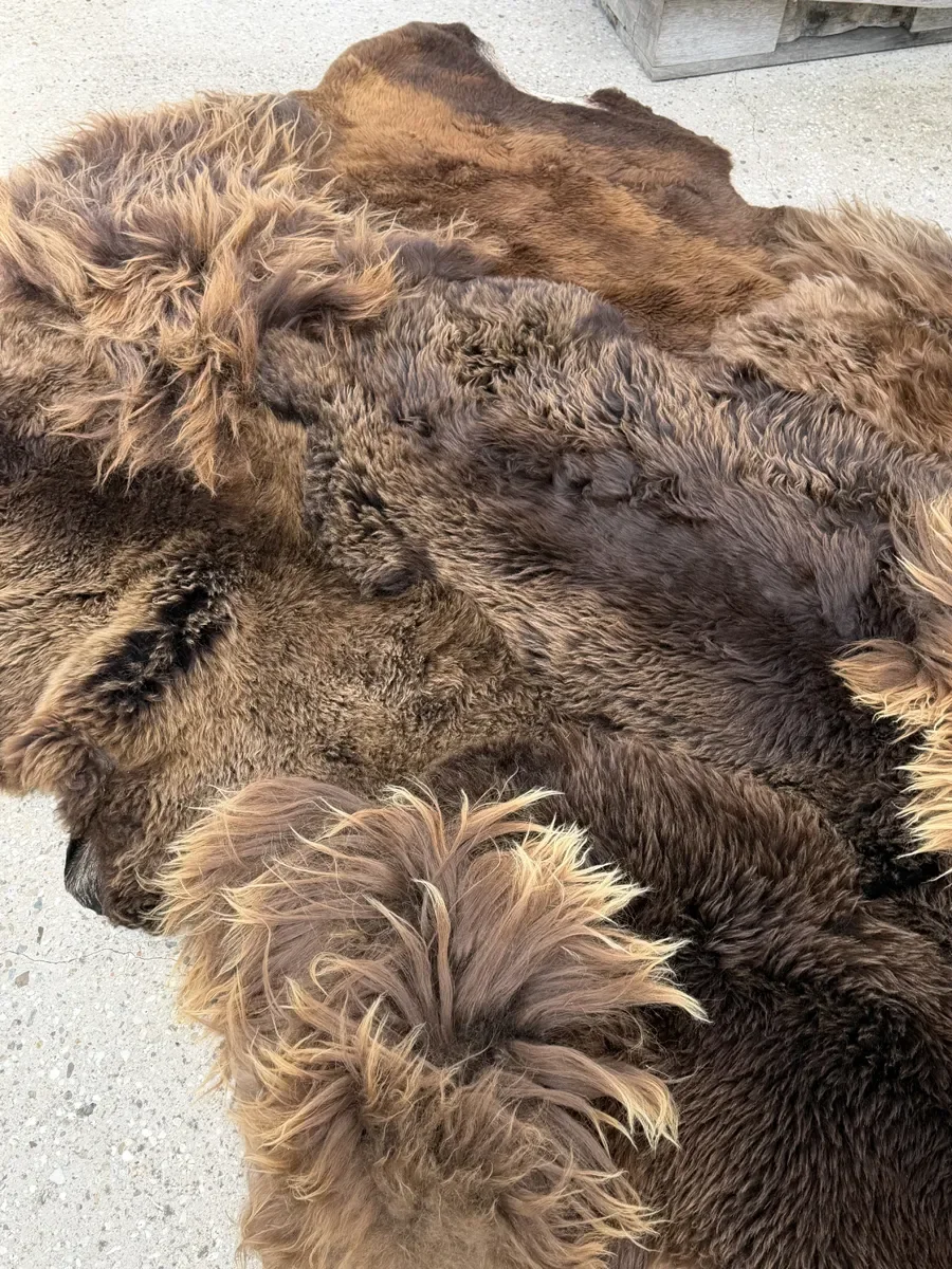 Zoomie by Wol Society, a shaggy chocolate brown sheepskin rug with honey-colored tips