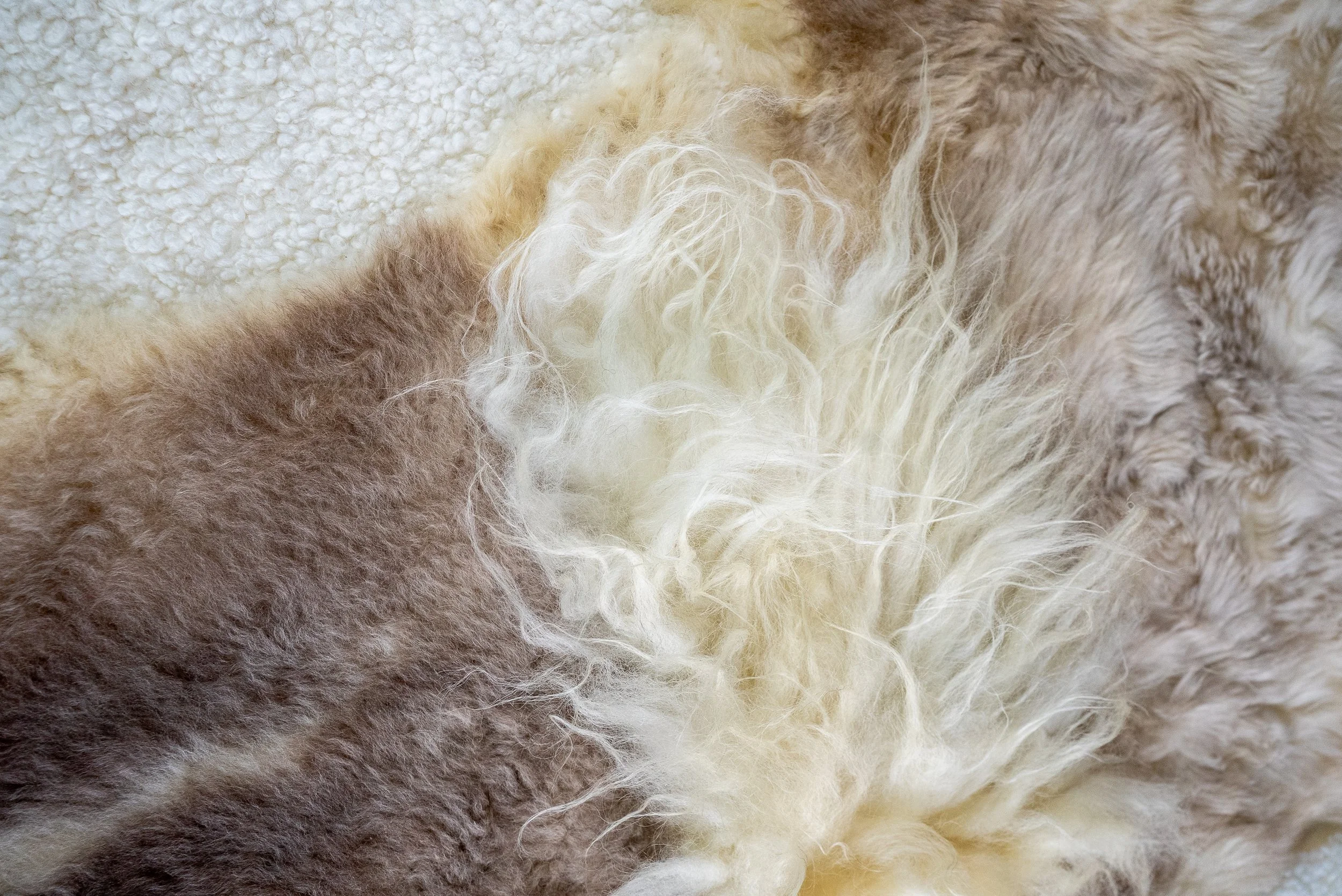 cutie-sheepskin-rug (5).jpg