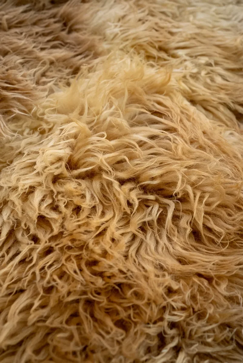 Teddy by Wol Society, a large caramel and honey sheep skin rug with a cream accent
