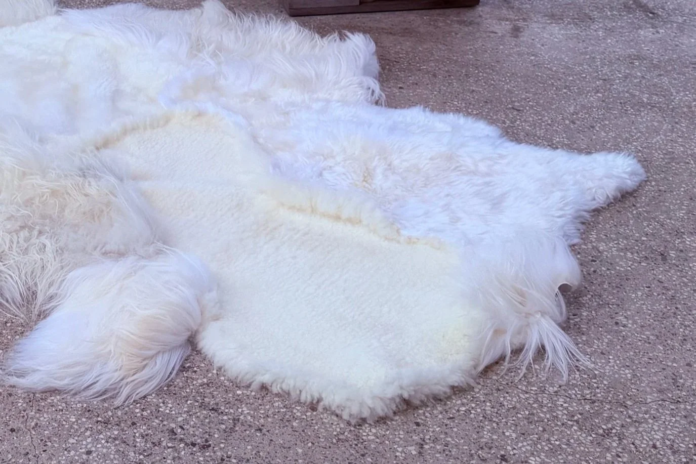 Archie by Wol Society, an ivory sheep skin rug with long silky locks and one dark-tipped edge.