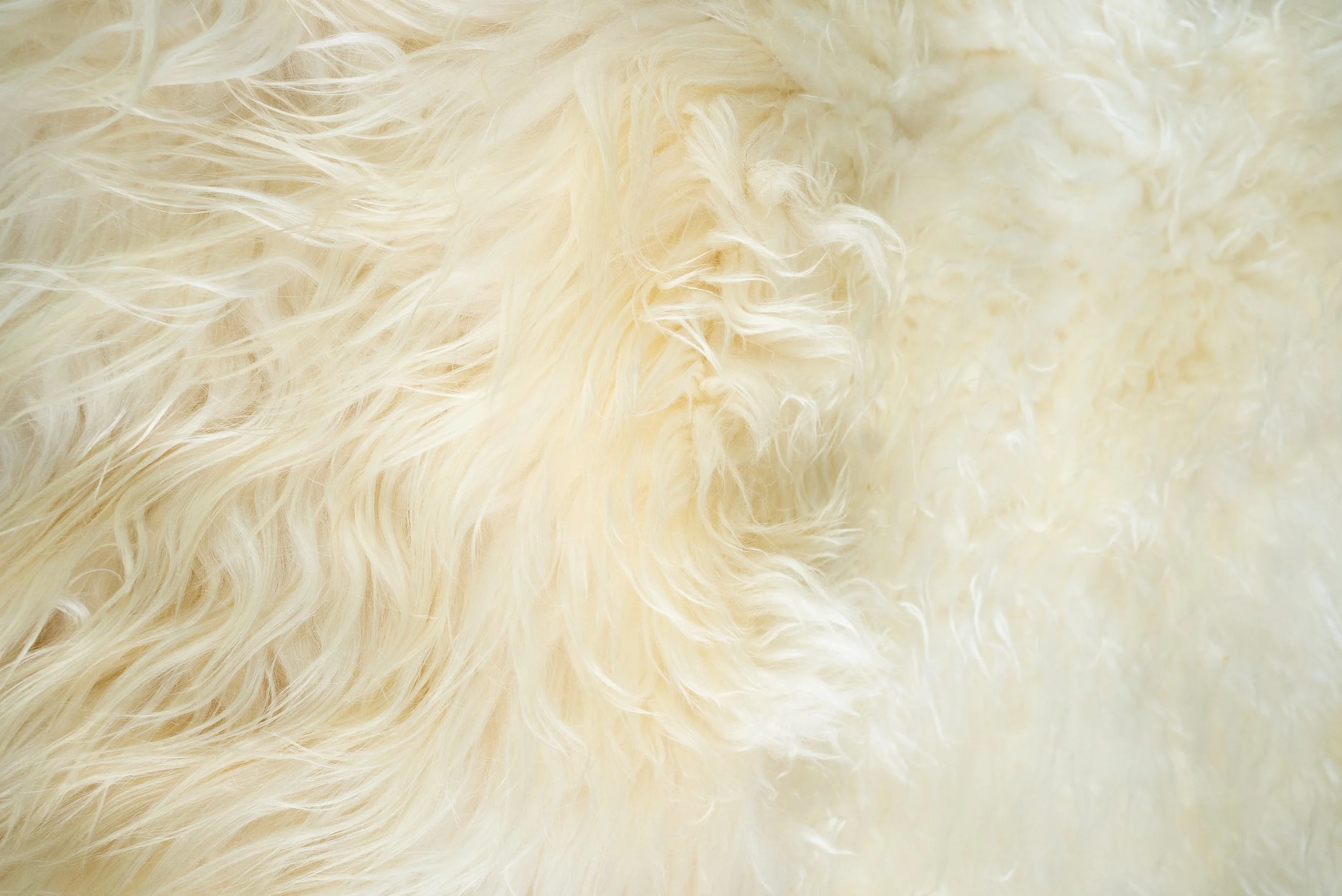 Nugget by Wol Society, a large buttery cream sheep skin rug with curly and silky fleece