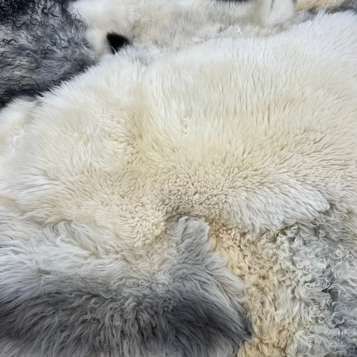 Timmy by Wol Society, a cream sheep skin rug with charcoal and soft grey pelts
