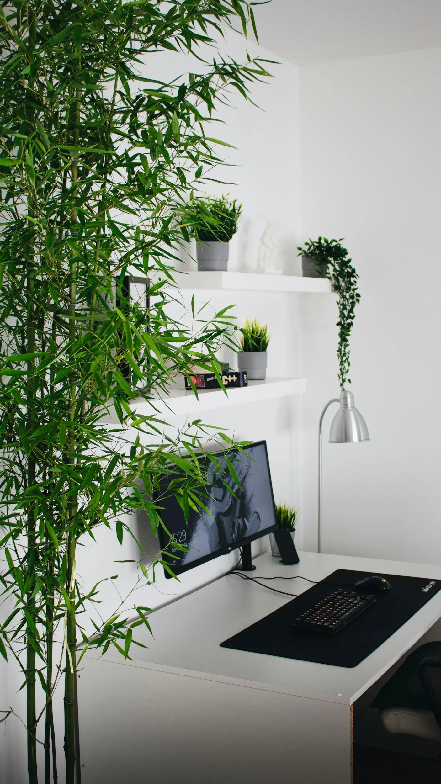 A modern white desk with a curved monitor displaying a black and white photo, a keyboard, mouse, and a black desk mat. There are potted plants on white shelves behind the desk and a tall green bamboo plant to the left. A silver desk lamp is on the right side of the desk.