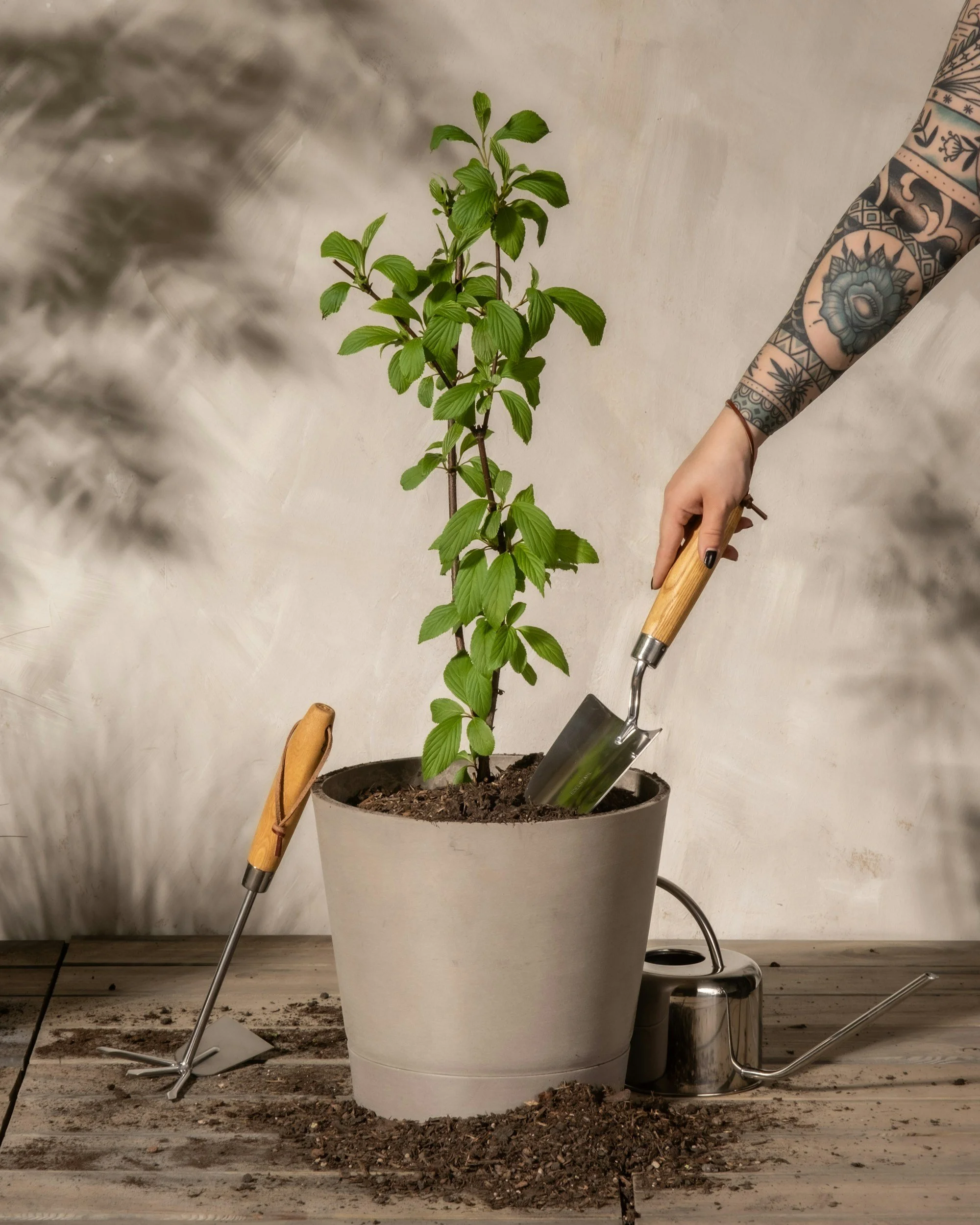 A potted green plant in a large white planter on a wooden surface. Gardening tools, including a hand trowel and a gardening fork, are placed near the pot. Soil and dirt are scattered on the surface beneath the pot.