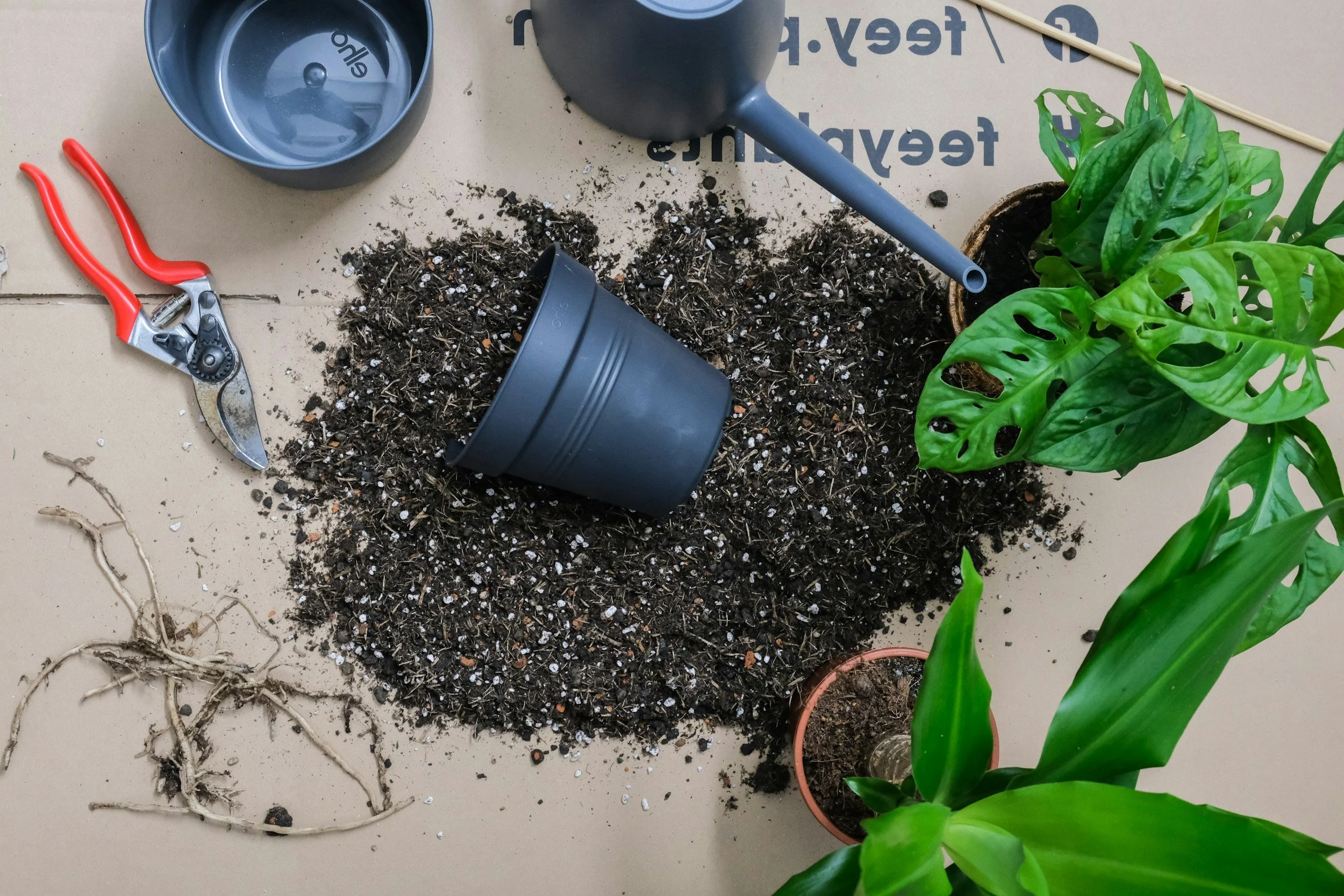 Various gardening tools and plants on a table with soil and spilled potting mix. A black plant pot is tipped over, spilling soil, with a large green leafy plant nearby. There are root remnants and gardening shears on the table.