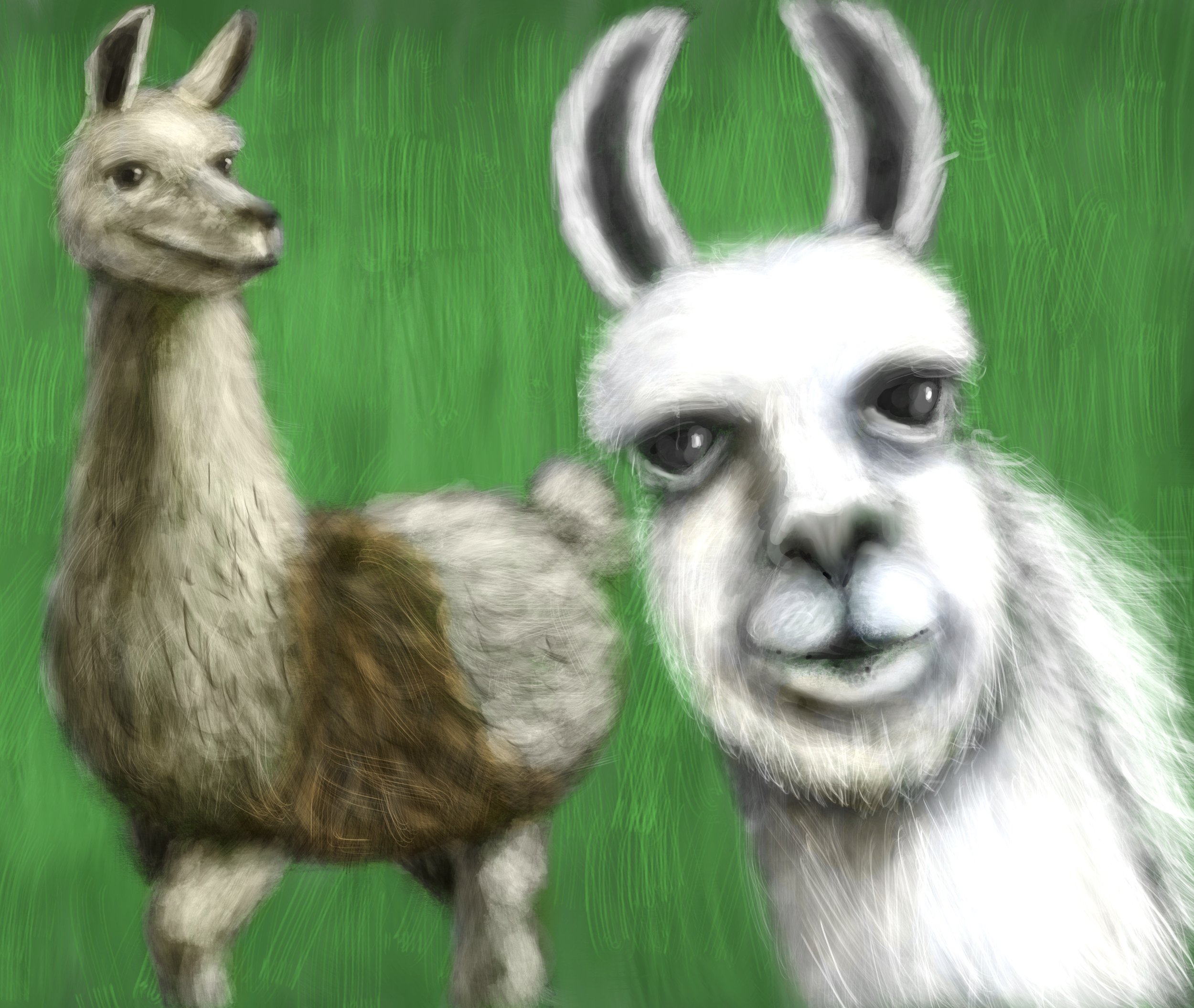 20210212_Llama.jpg