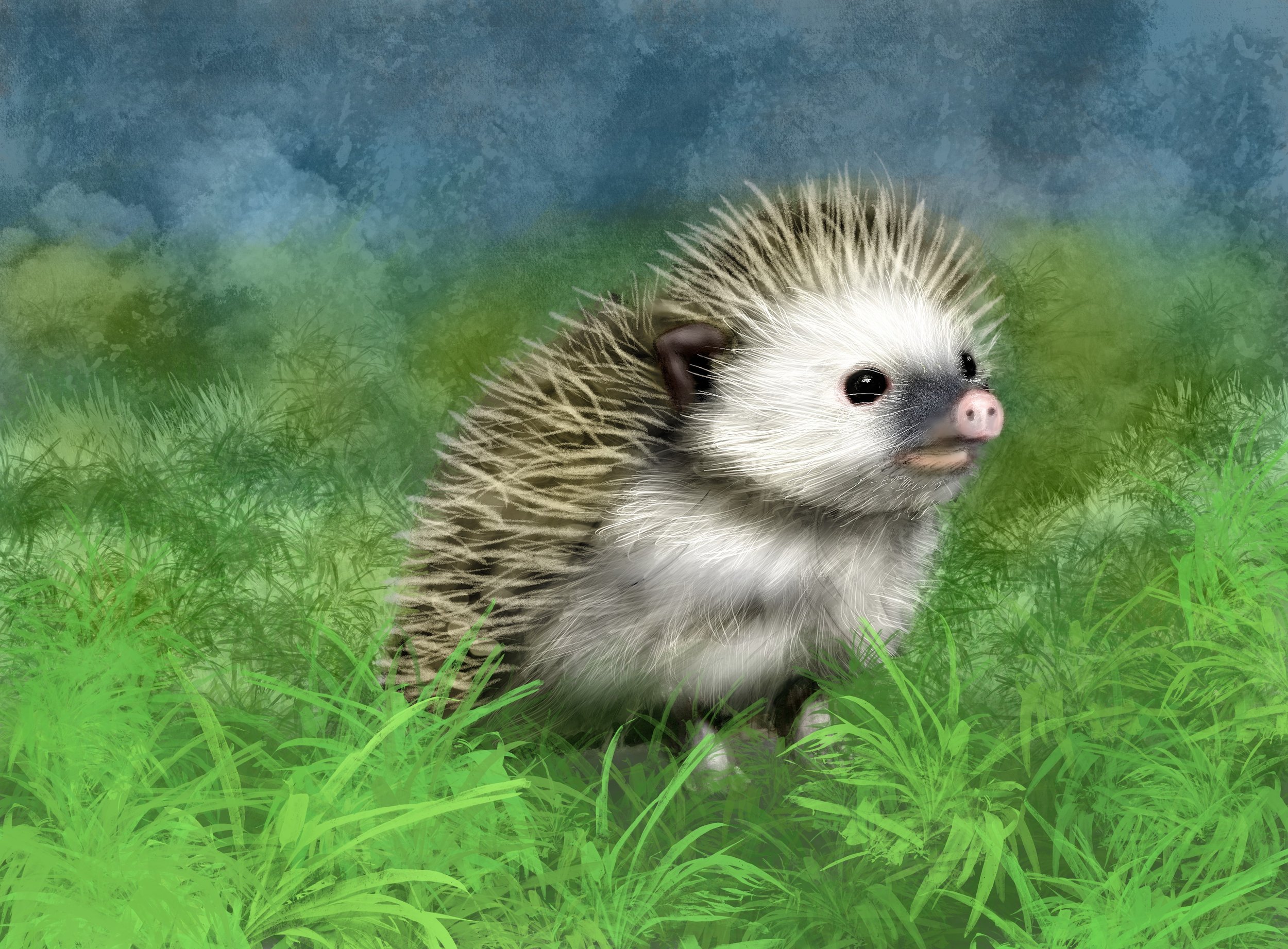20210213_Hedgehog.jpg