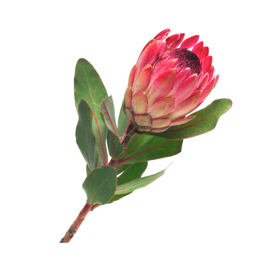 A pink and red protea flower with green leaves on a stem.