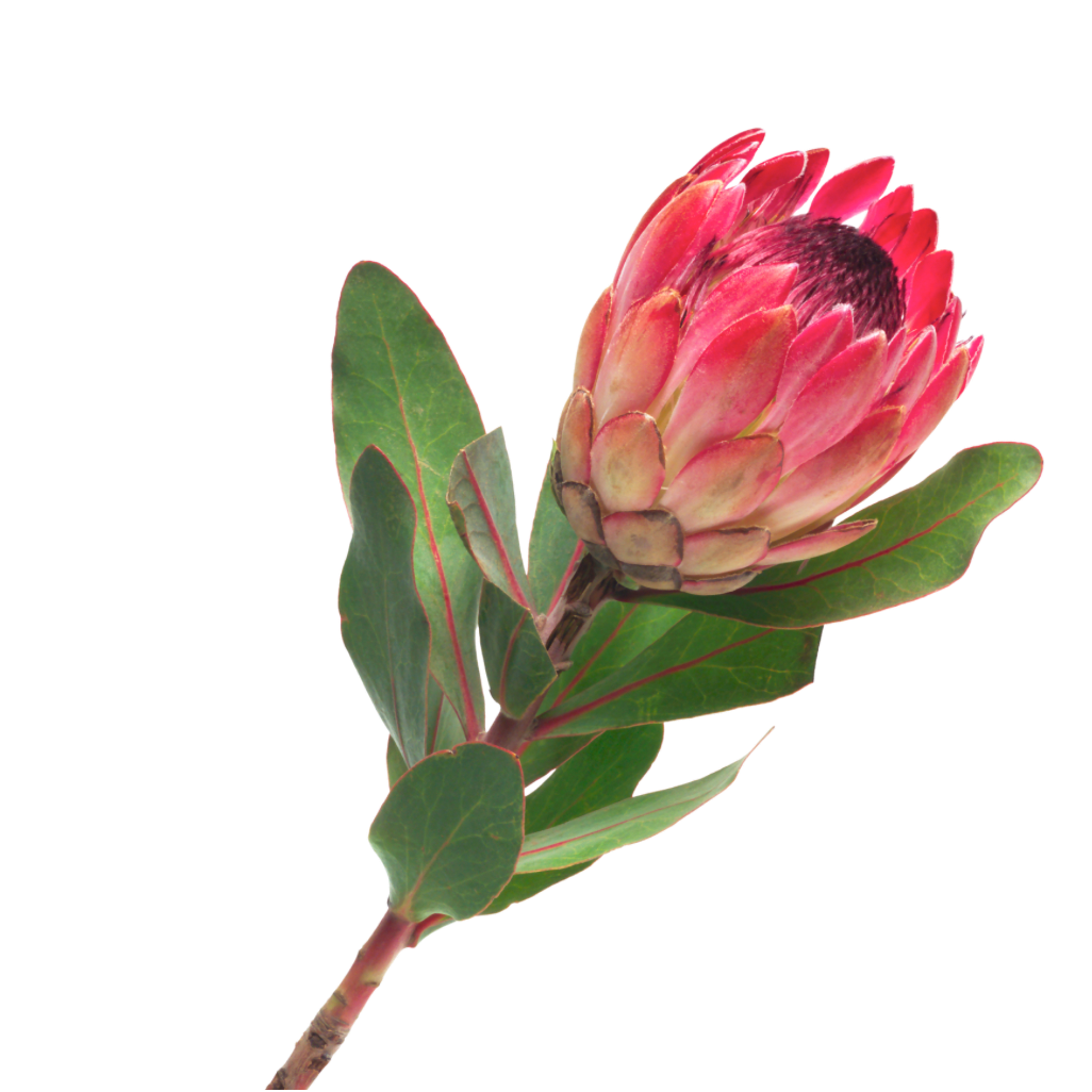 A pink protea flower with green leaves.