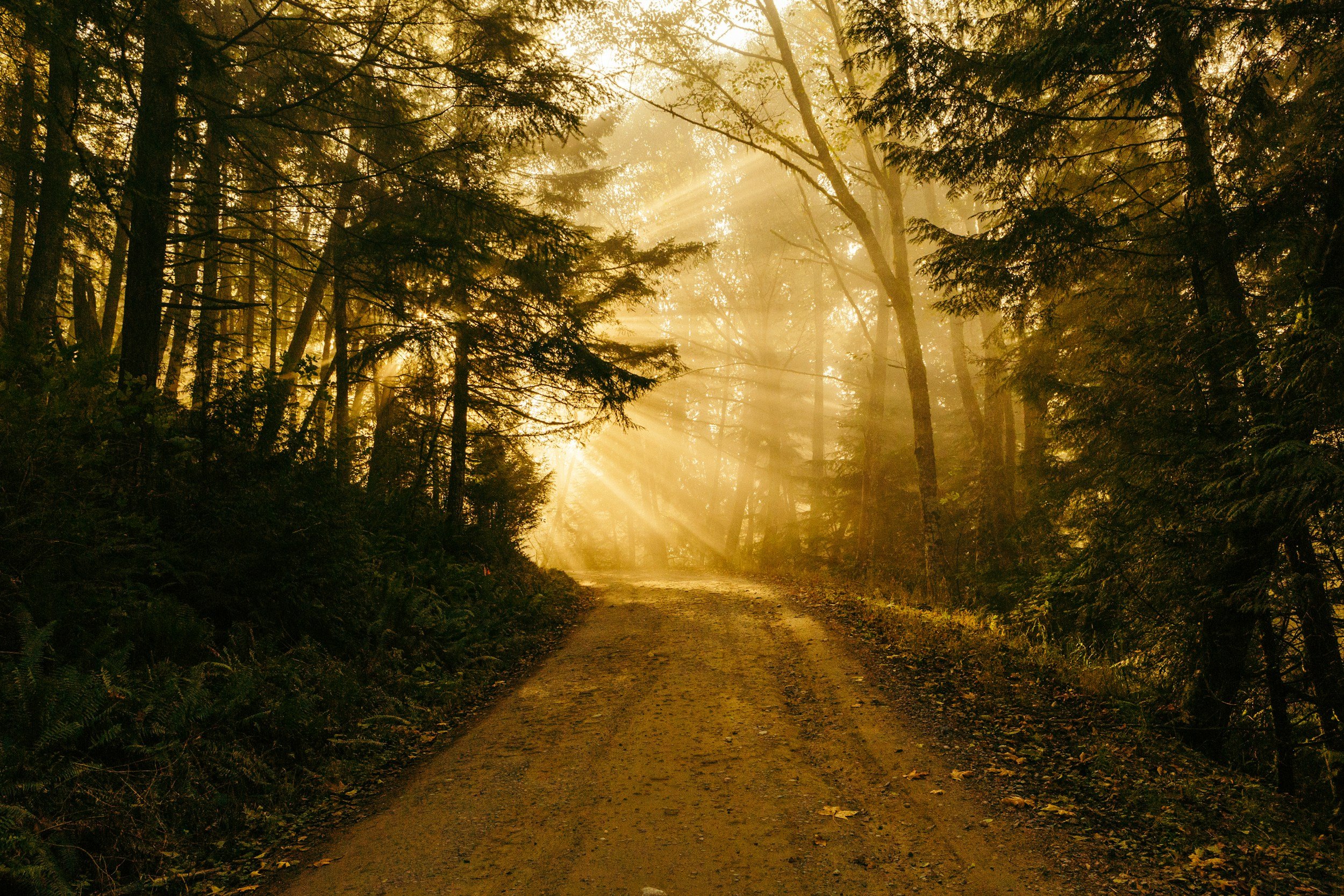A dirt trail runs through a dense forest with tall trees, and sunlight filters through the branches, creating rays of sunlight in the foggy atmosphere.