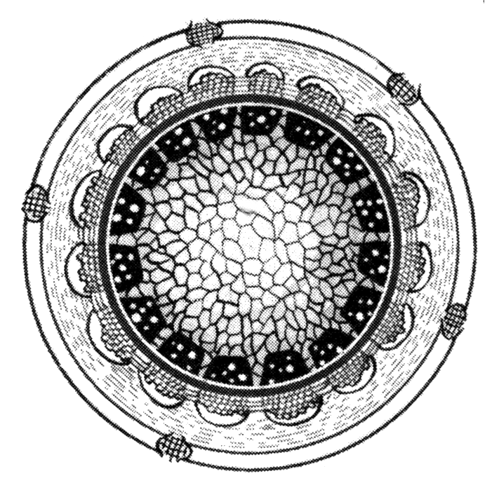 Line drawings of three human stem cells displaying the beauty and structural complexity of cells.