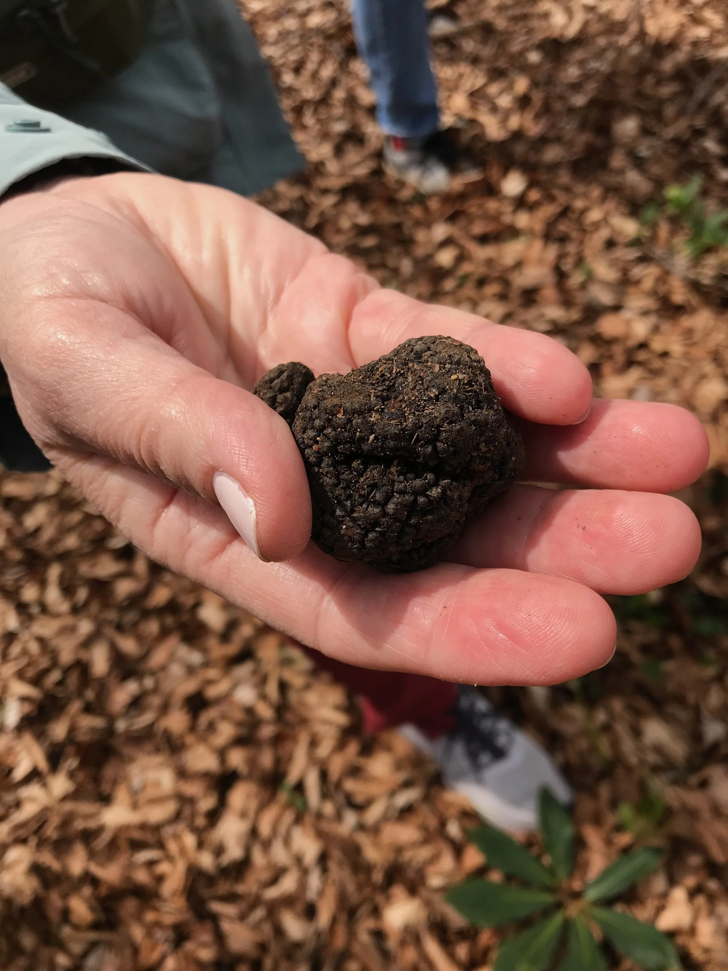 A Culinary Journey Through Slovenia: Truffles, Wine, and Michelin-Star Magic