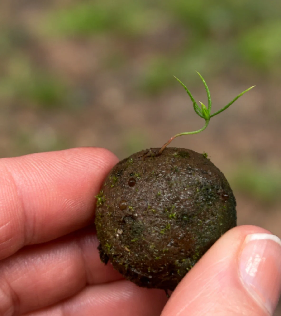 Close-up of a hand holding a sprouting seed bomb against a softly blurred green and earthy background