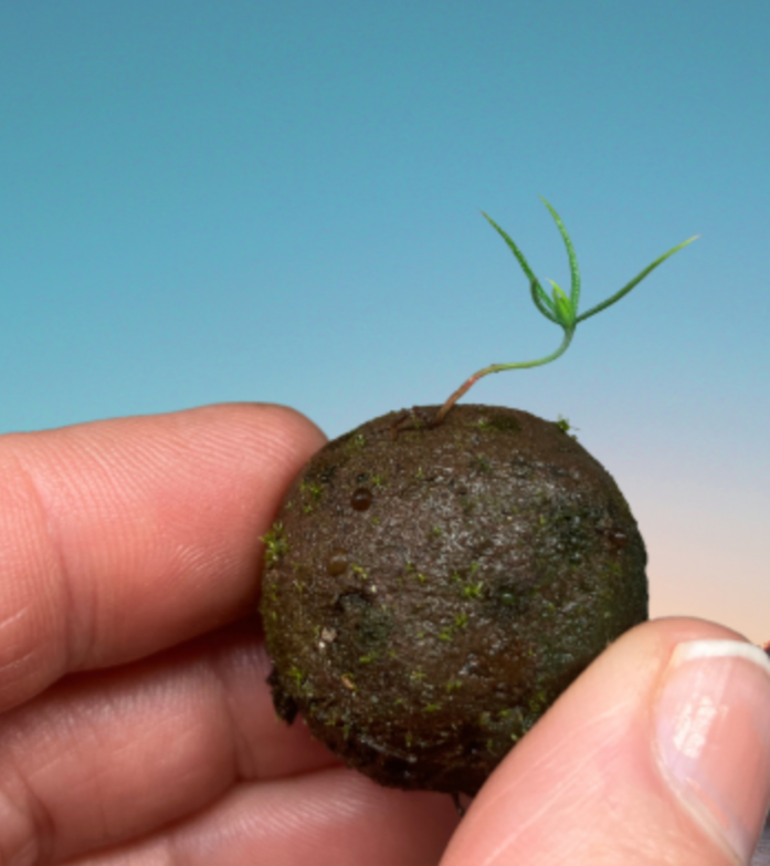 Hand holding a small, round piece of soil with a tiny green sprout growing from it, against a gradient blue background.