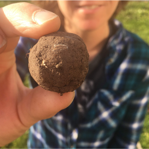 The power and scope of a seed bomb pictured in the palm of the owners hand.