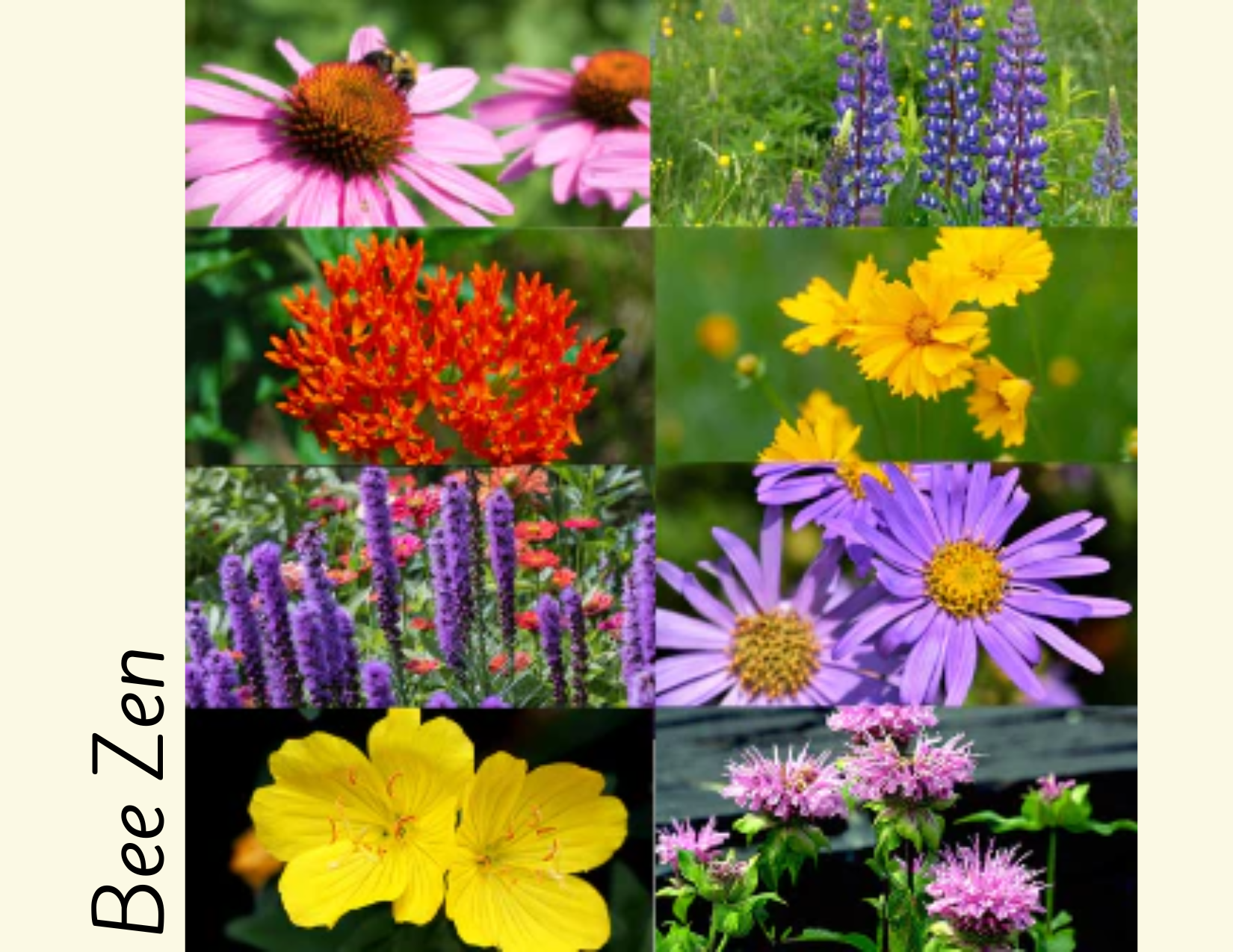 Native+Wildflower+Seed+Bombs+%2414+each+-+3.png