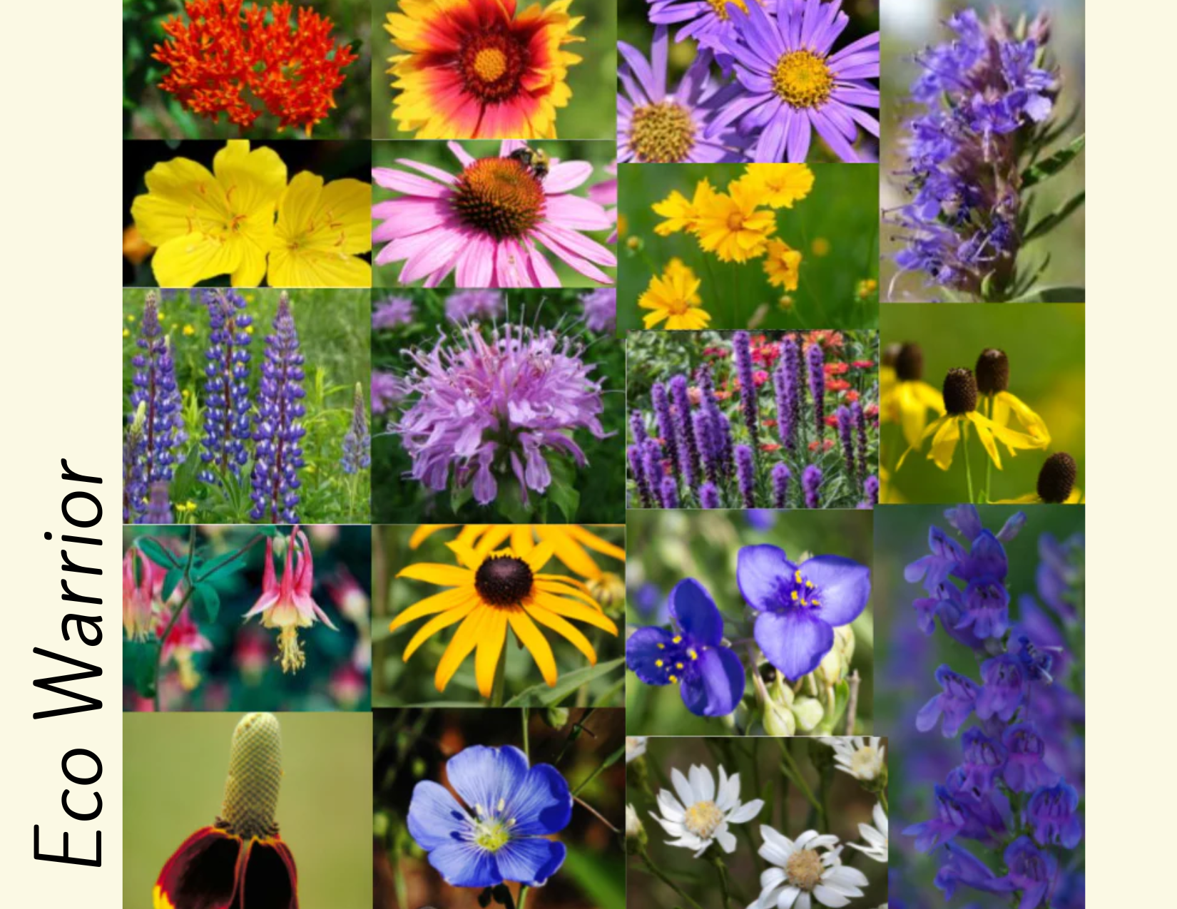 Native+Wildflower+Seed+Bombs+%2414+each+-+2.png