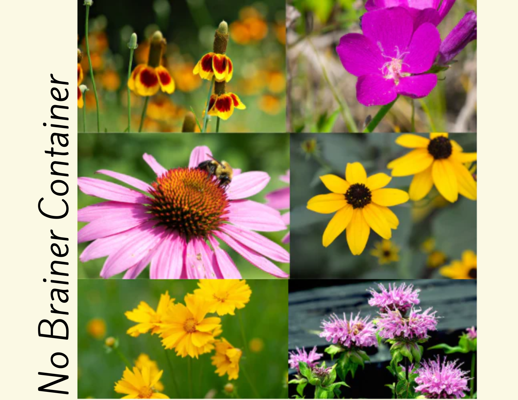 Native+Wildflower+Seed+Bombs+%2414+each+-+5.png