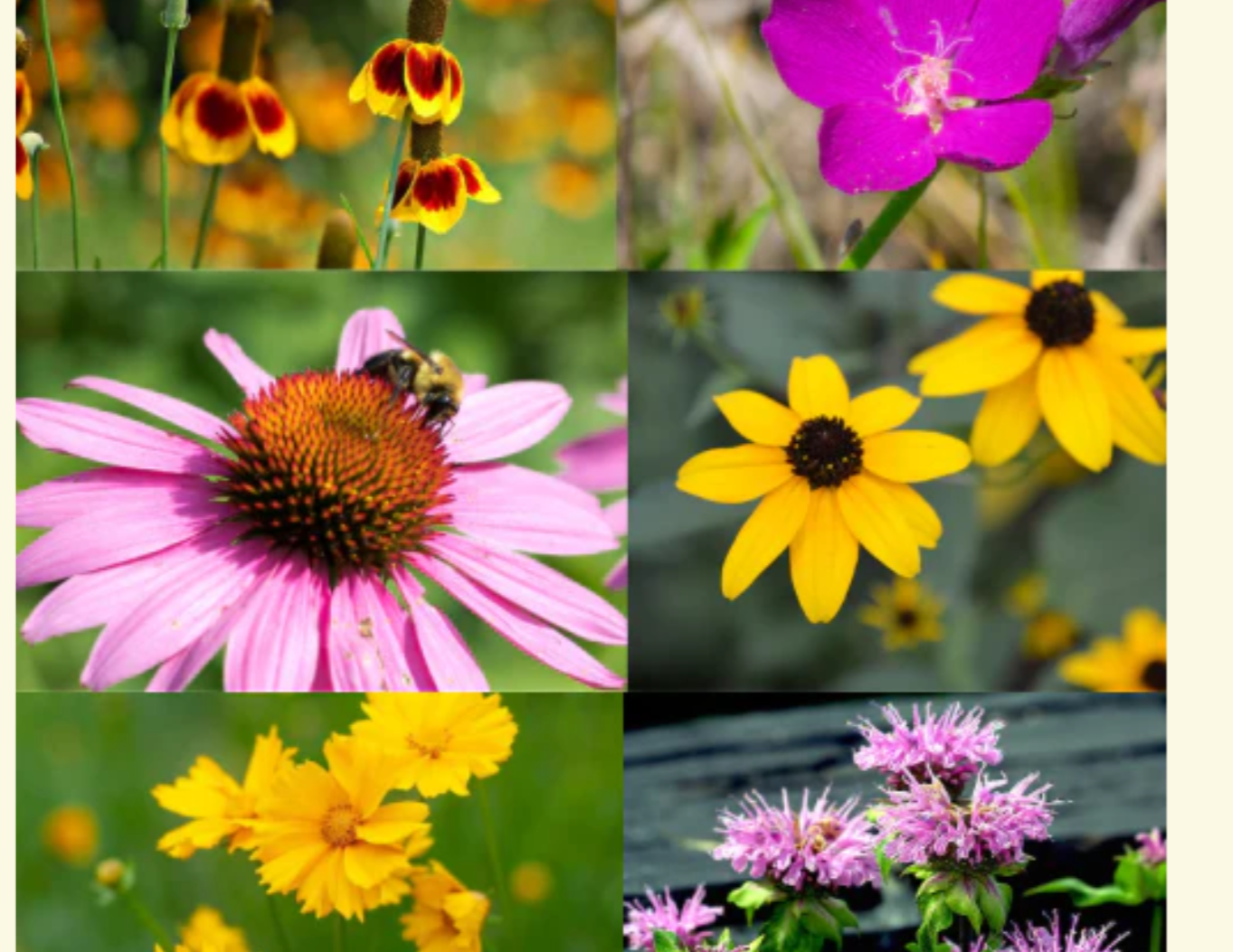 Native%2BWildflower%2BSeed%2BBombs%2B%252414%2Beach%2B-%2B5.png