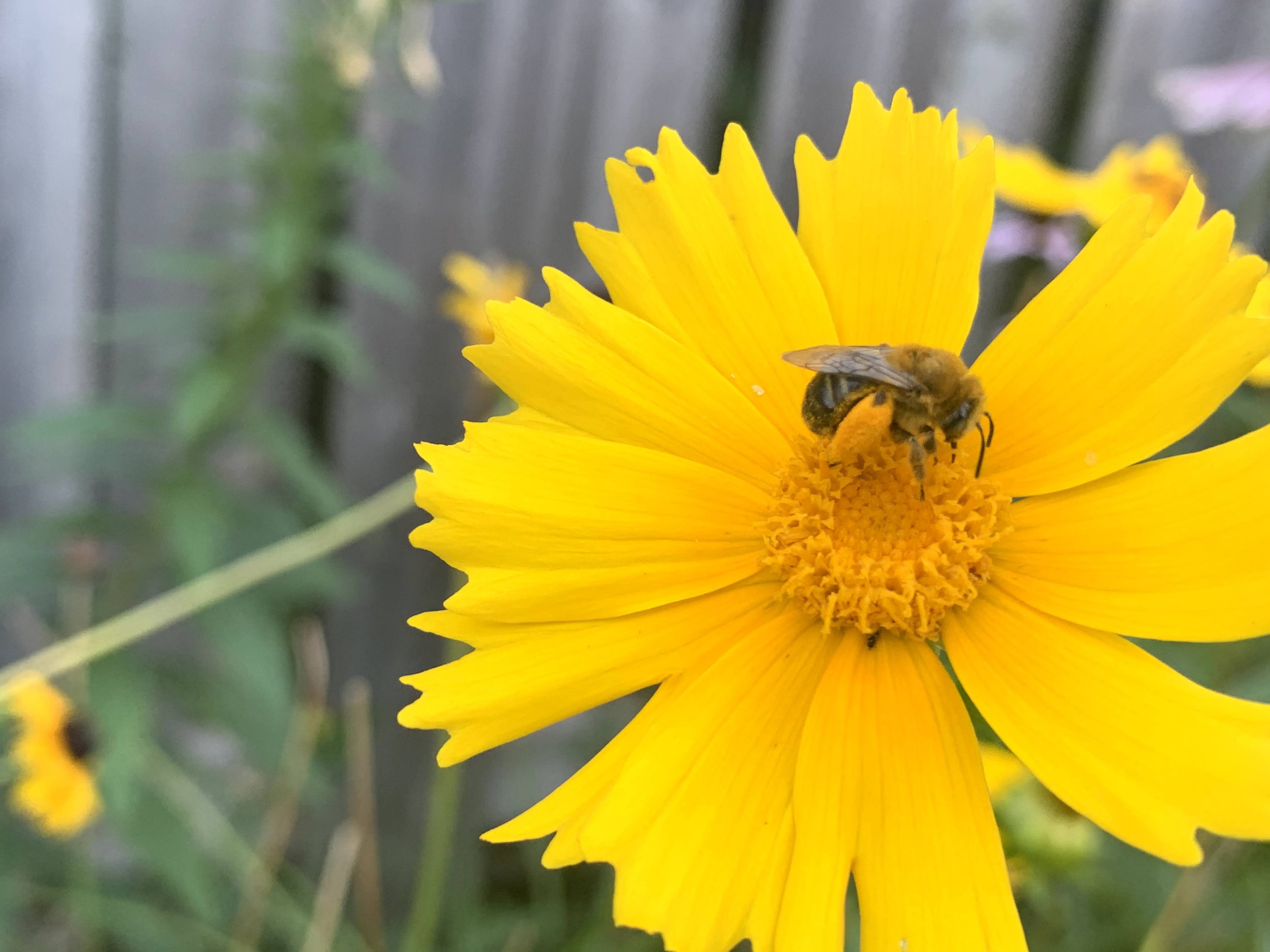 Close-up of a yellow flower with a bee collecting pollen on the petal