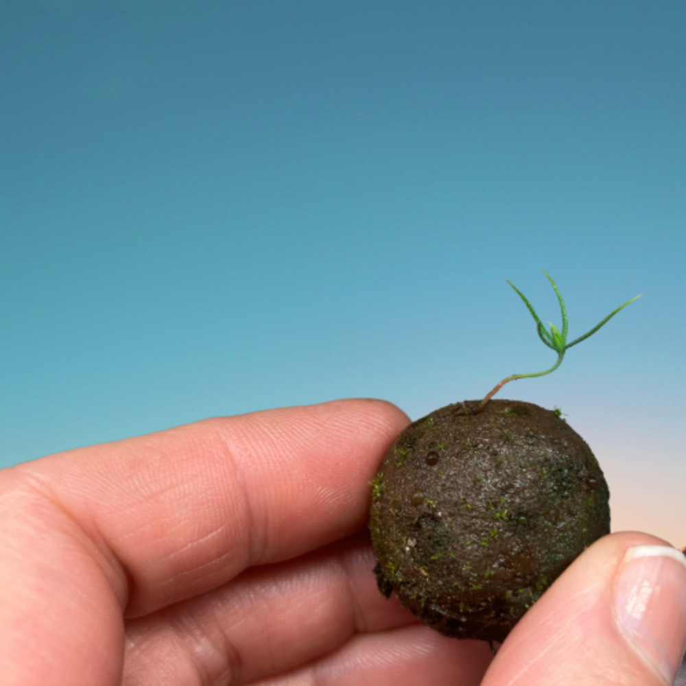 A hand holding a small, round soil seed with a tiny green sprout emerging from it against a blurred blue background.