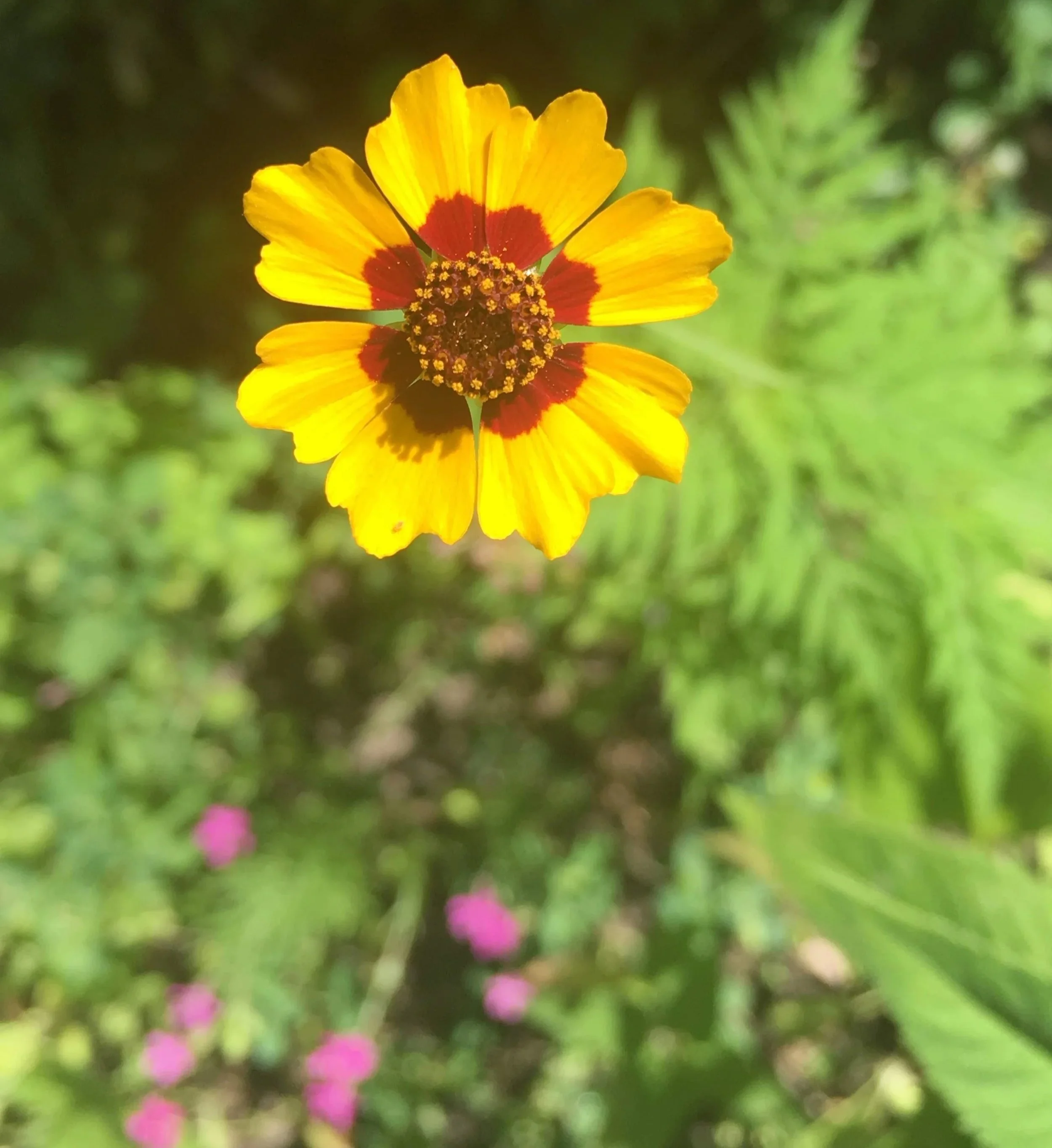 Close-up of a yellow flower with red markings at the center, blurred green background.