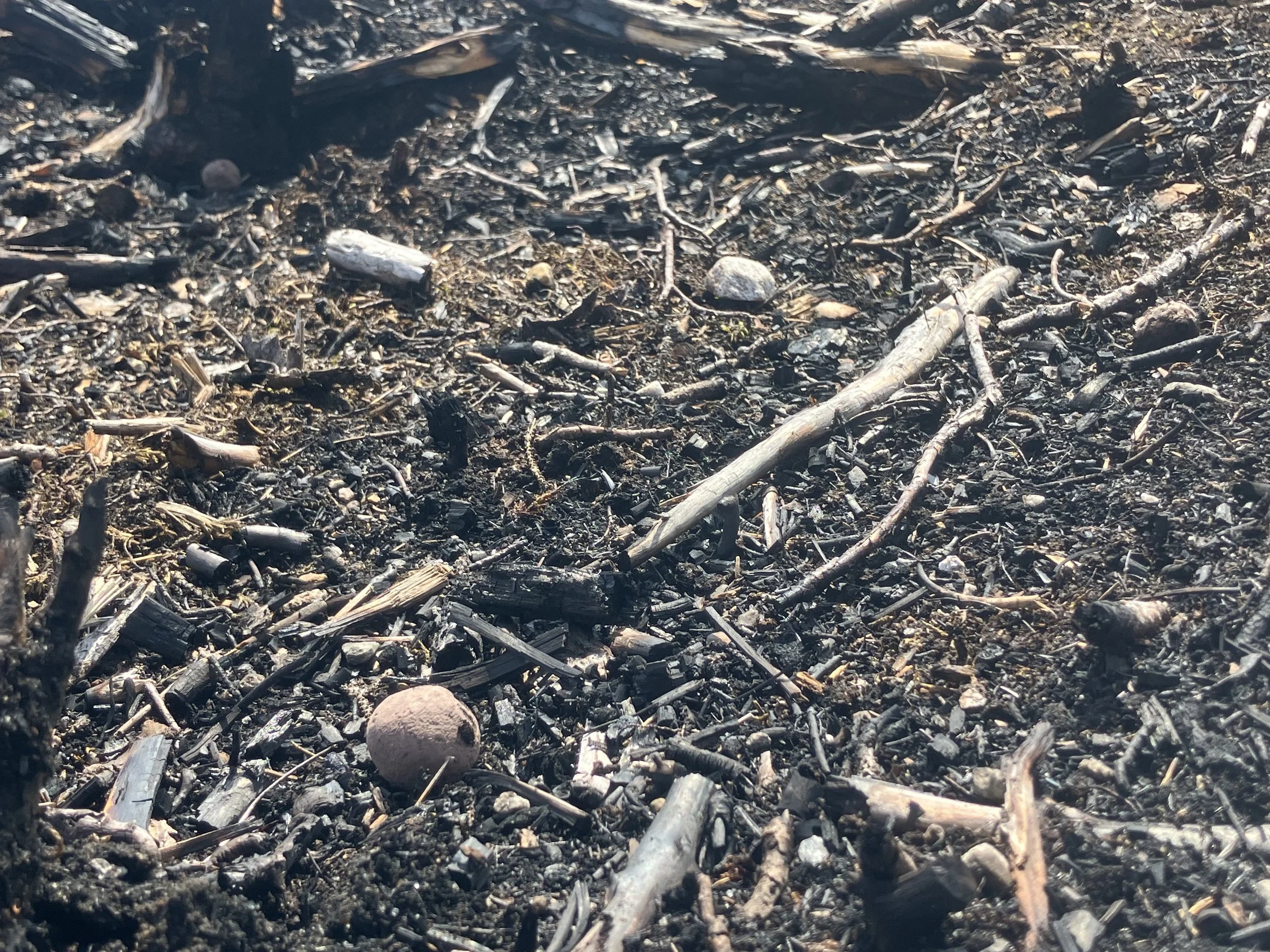 Charred remains of a forest floor with blackened wood and ash, scattered stones, and burnt debris, with a seed bomb sitting inspiring a positive future feeling