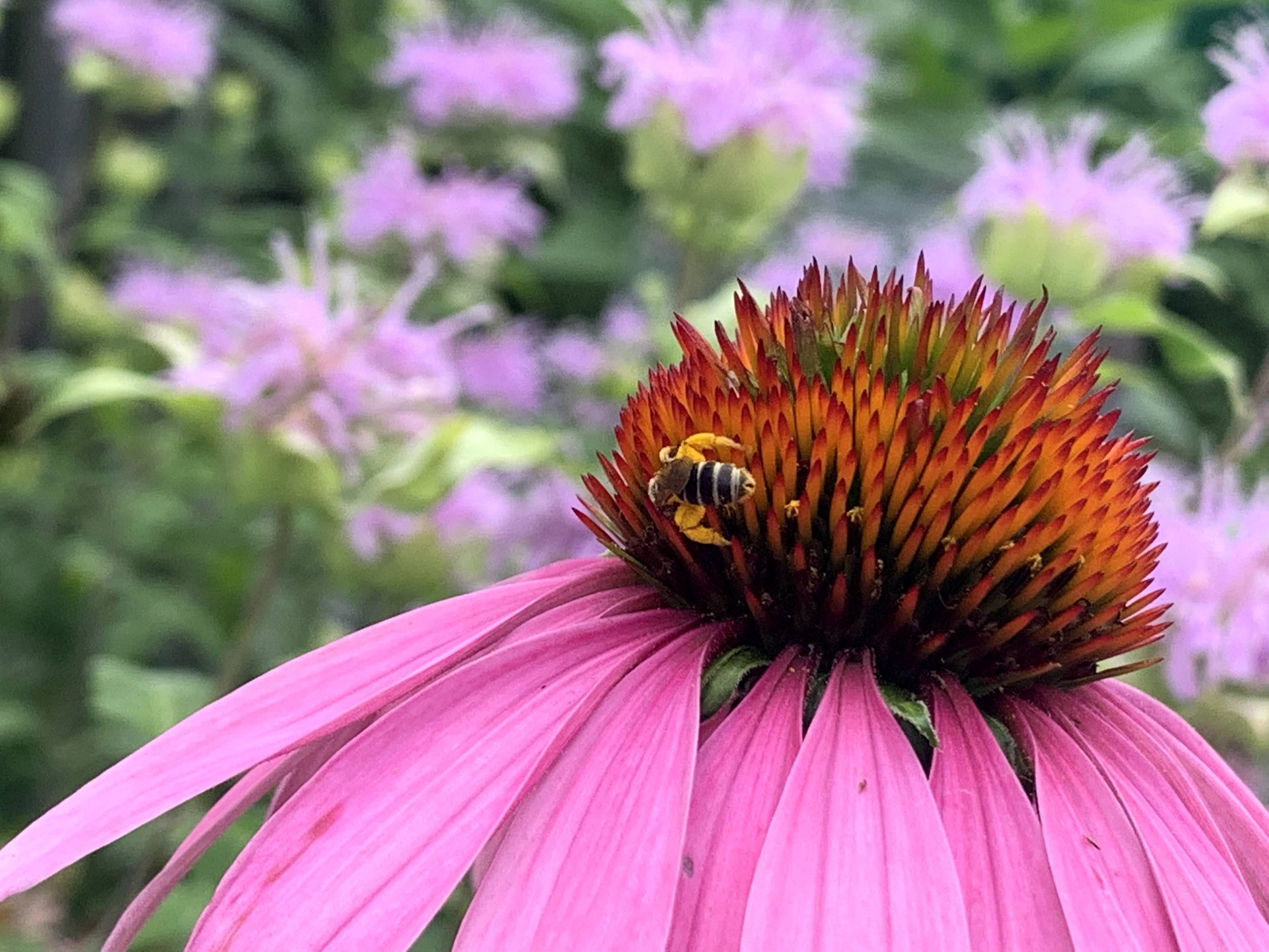 A close-up of a pink coneflower with a bee on its orange central cone, surrounded by green foliage and light purple flowers in the background.