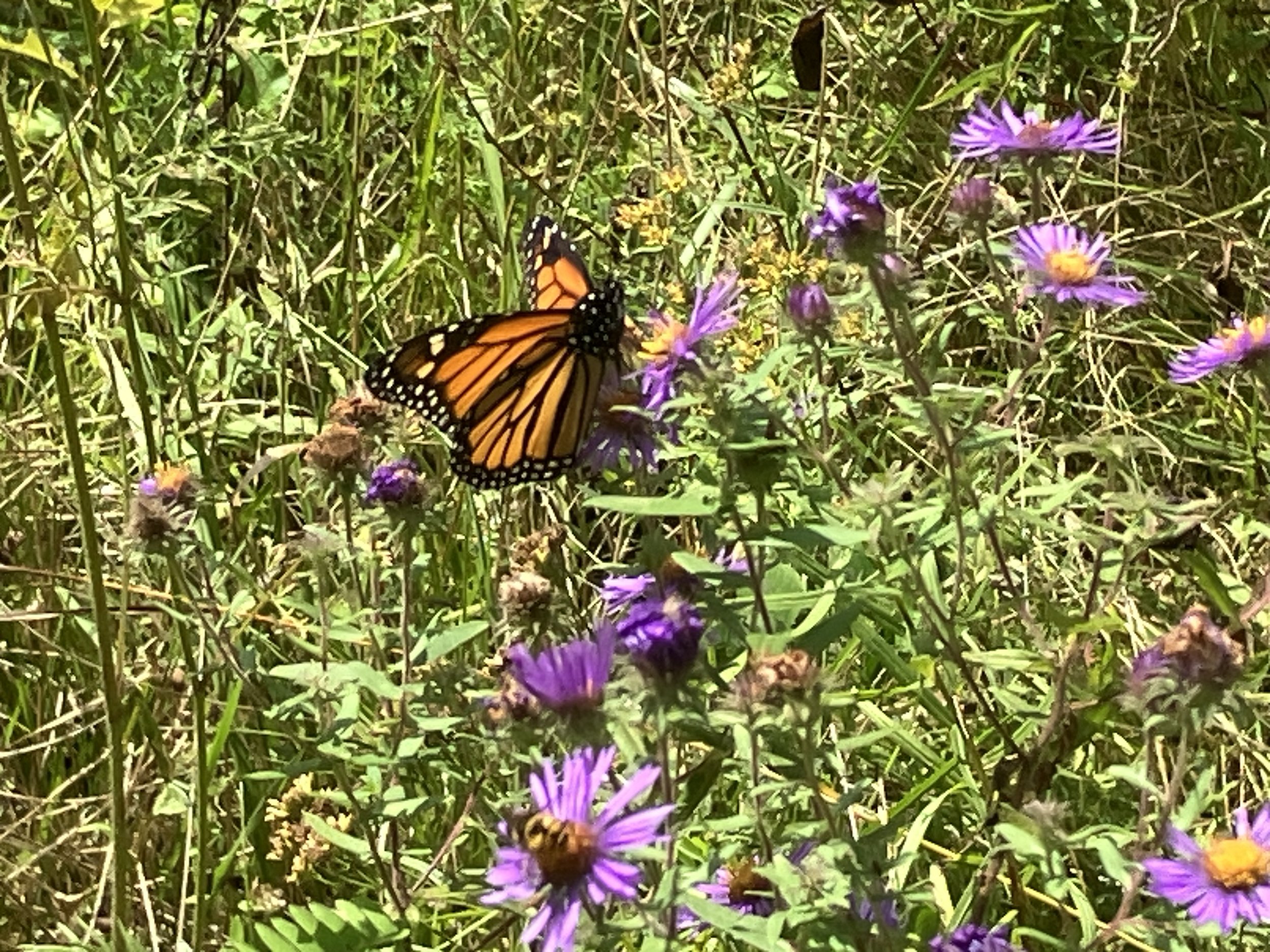 A monarch butterfly perched on purple flowers in a grassy area.