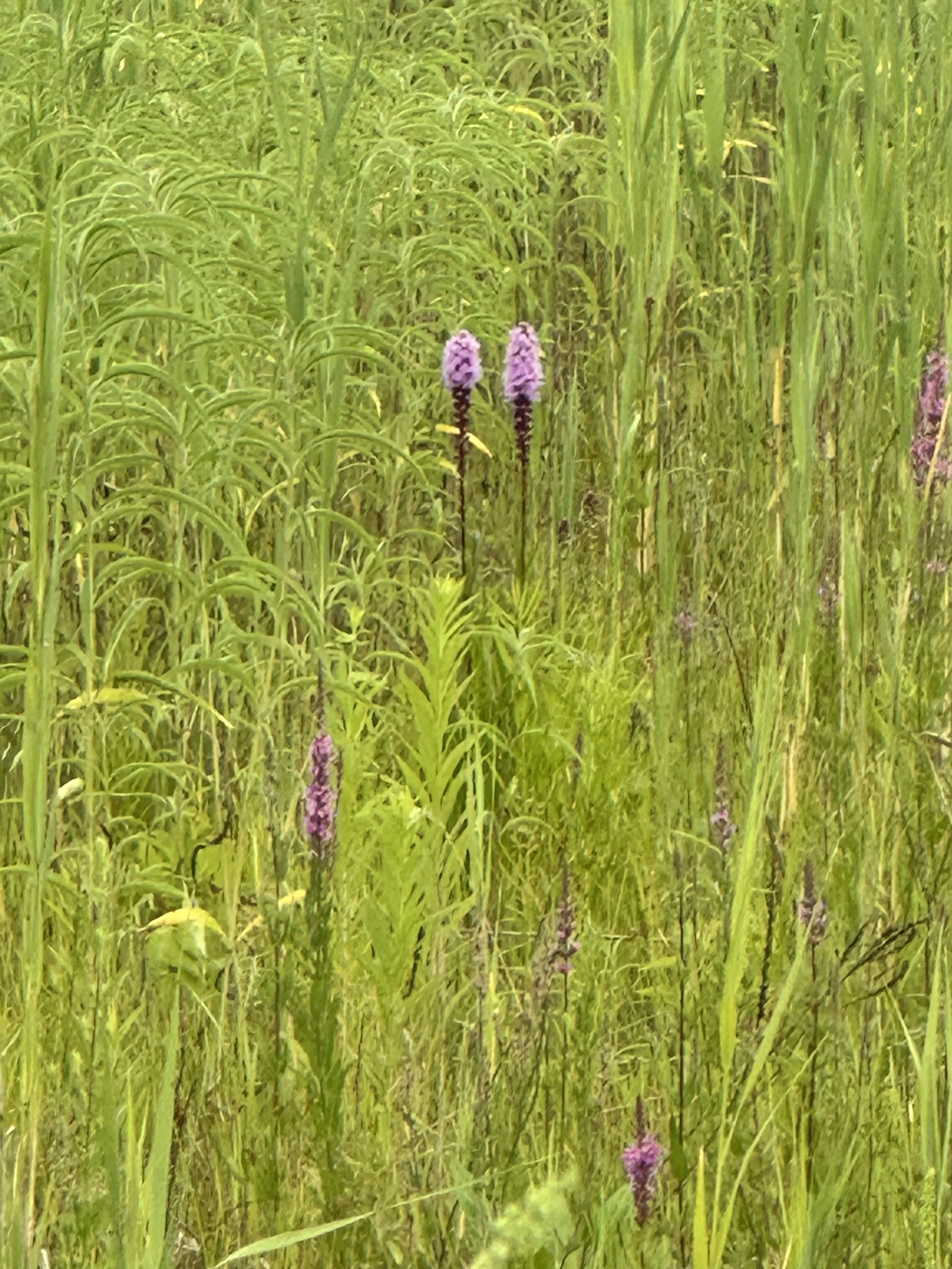 Tall green grass and plants with purple flowers growing among them.