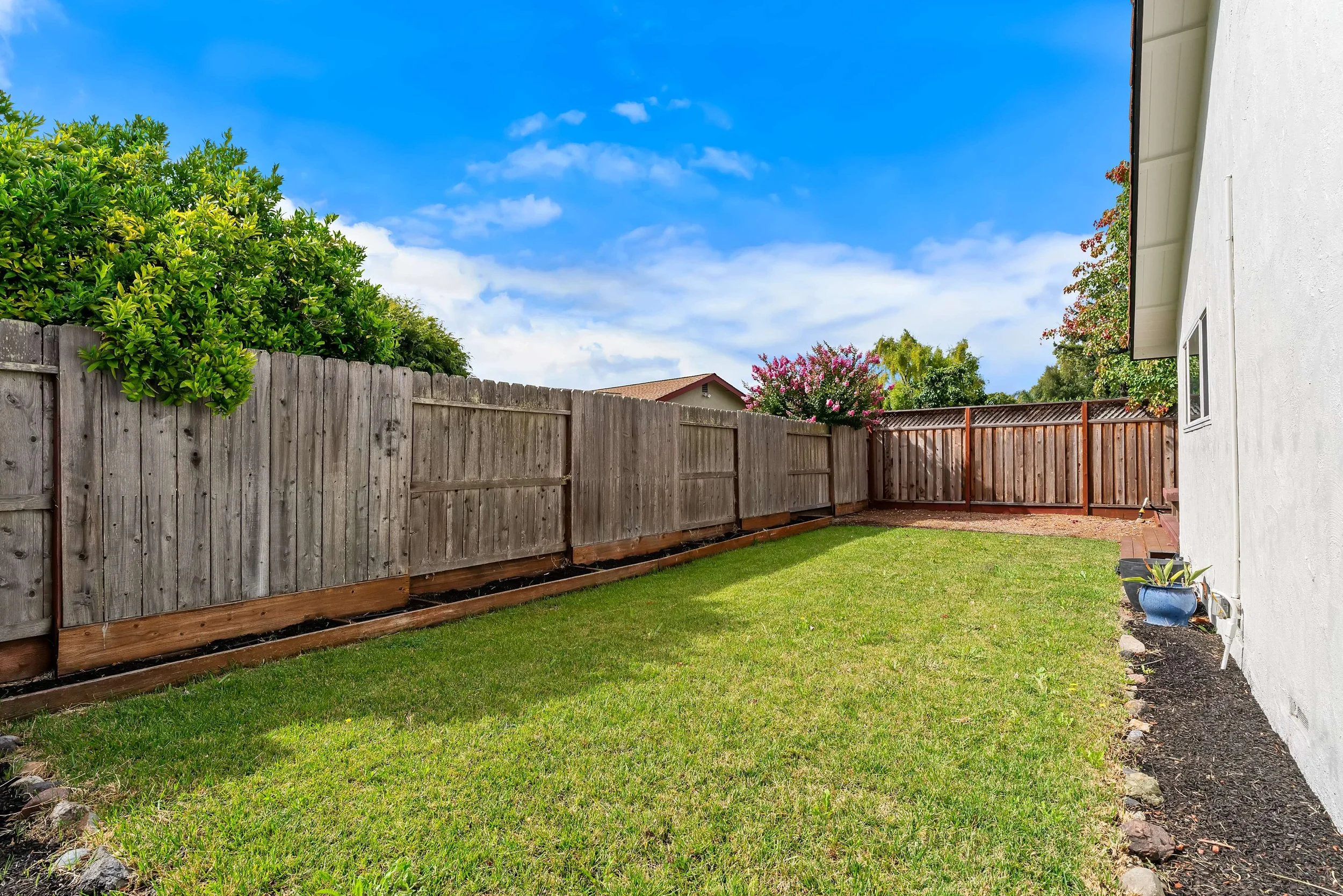 A backyard with a green lawn, a tall wooden fence, trees with pink flowers, a white house wall on the right, and blue sky with some clouds.