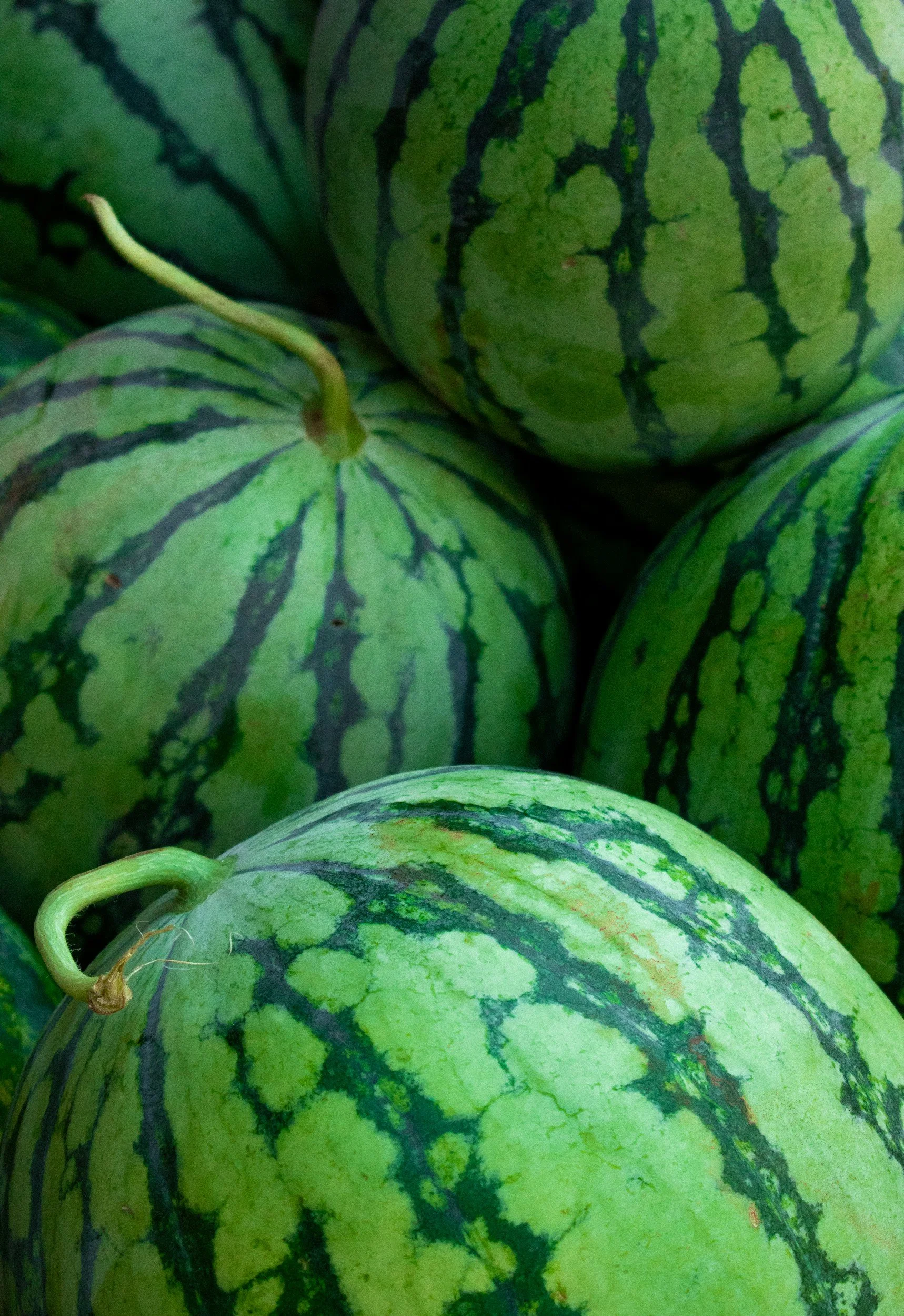 Close-up of several small green watermelons with dark green striped patterns.