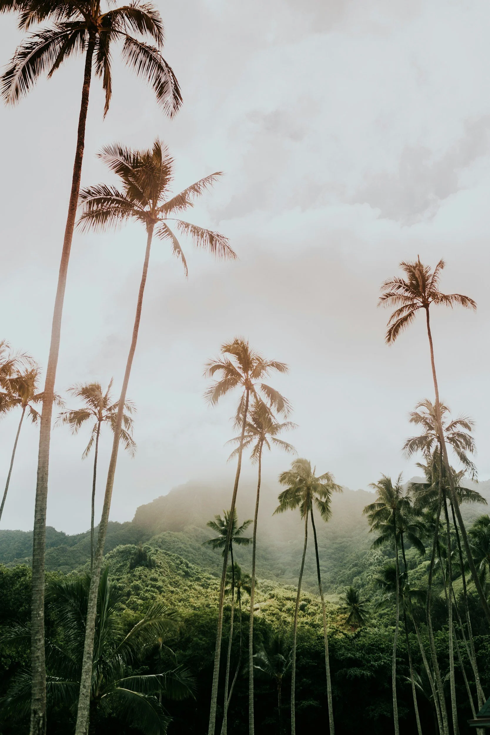 Tall palm trees in a lush, green tropical landscape with mountain hills in the background and a cloudy sky overhead.
