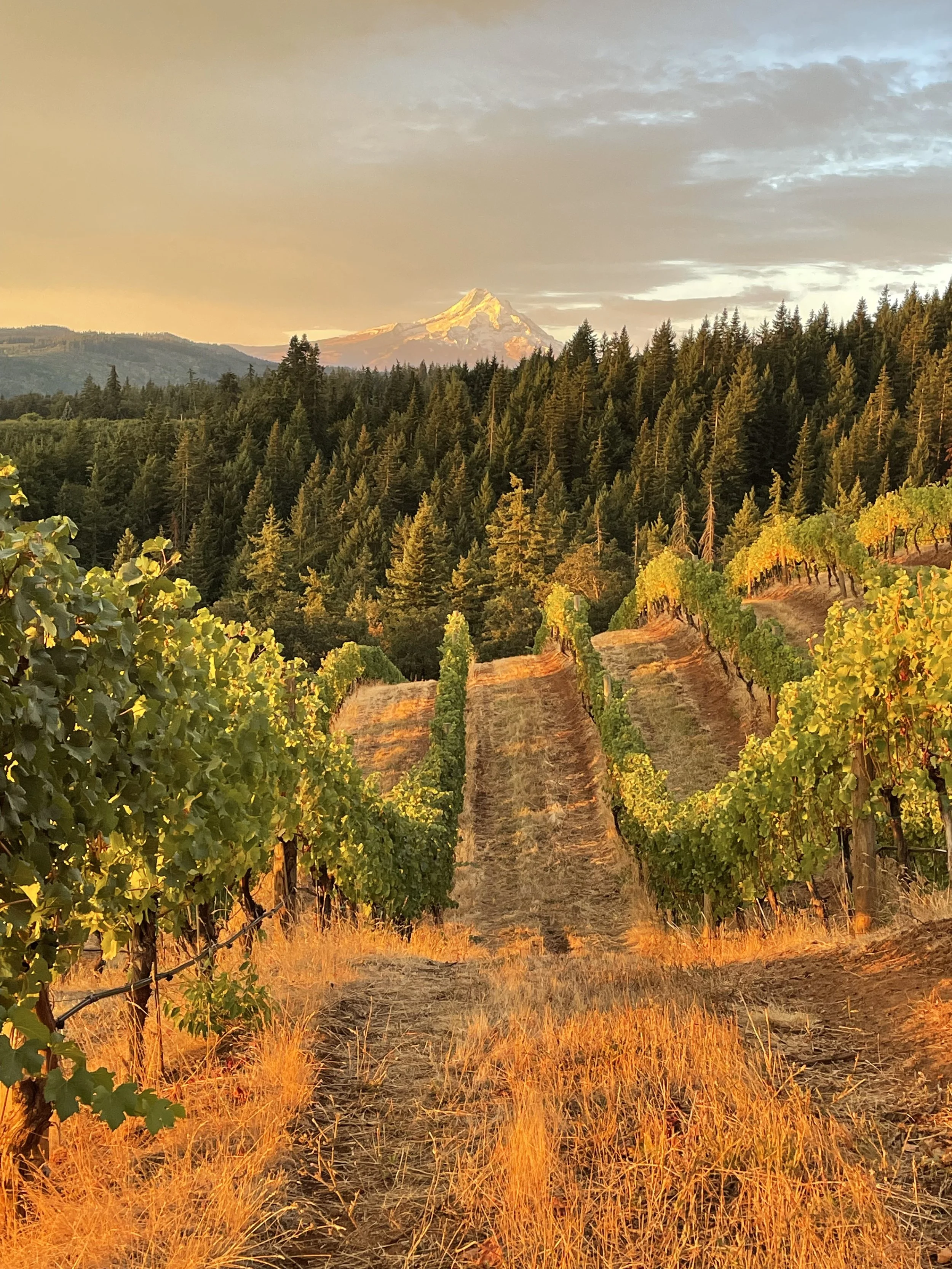 A vineyard with rows of grapevines on rolling hills, with a snow-capped Mount Hood in the background, during sunrise.