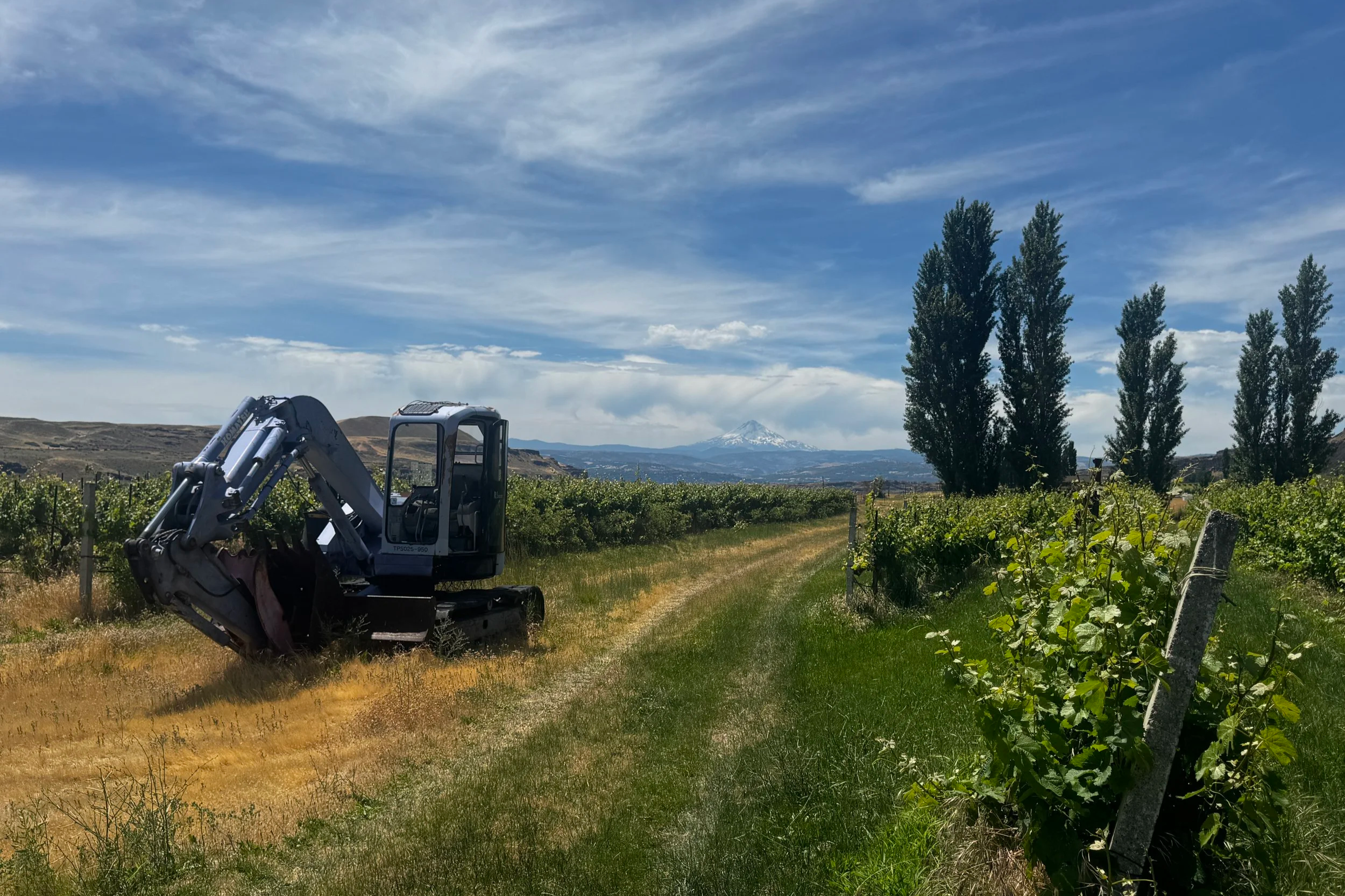 A vineyard with green vines and a small excavator in the foreground, tall trees on the right, and a snow-capped mountain in the distance under a partly cloudy sky.