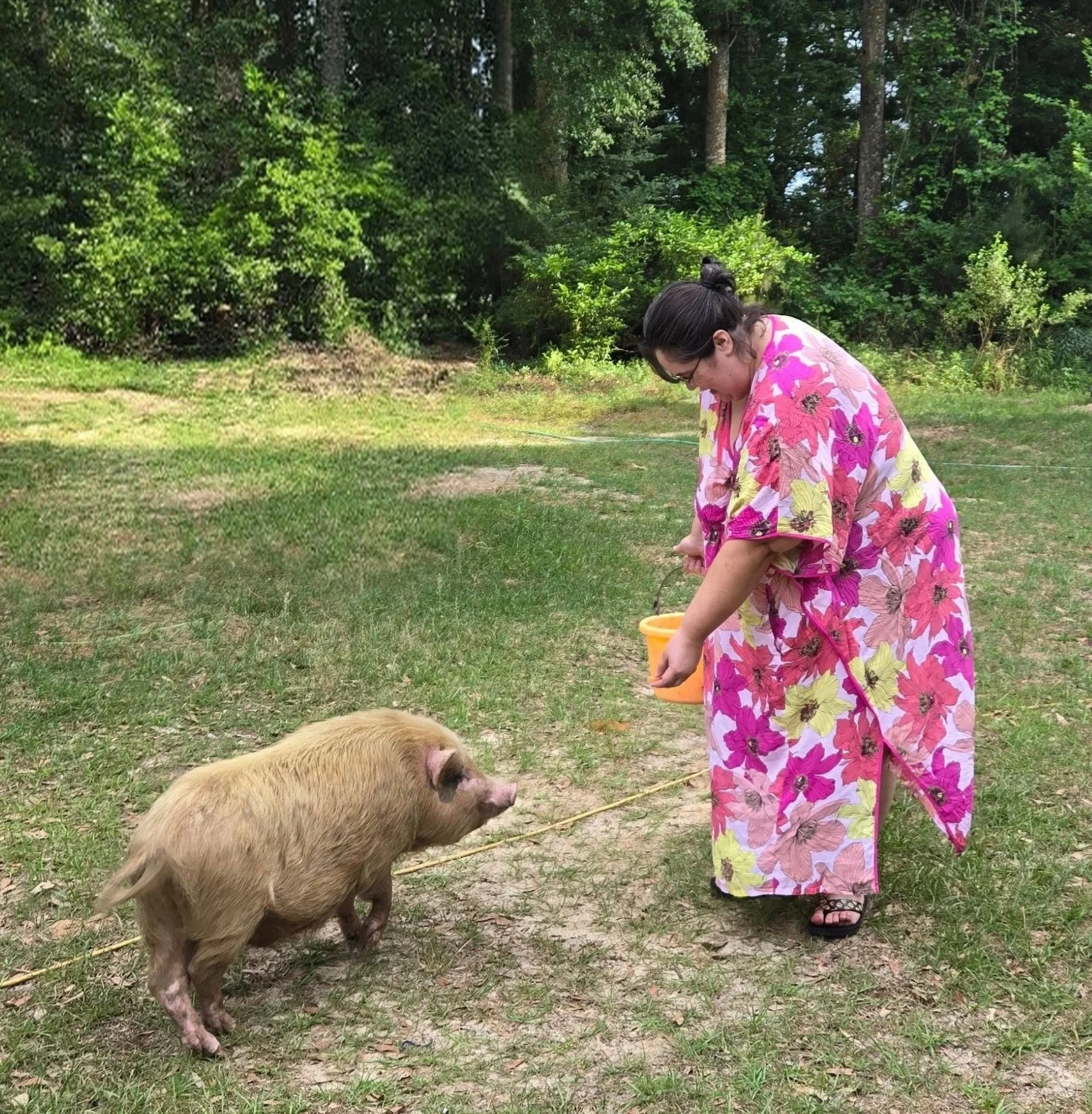 A mental health therapist in a pink floral Mumu tries to coax an escaped white pot-bellied pig named Pinky back to his home with a cheese snack.
