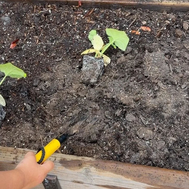 We were so excited to plant our  edible garden last week!  We were surprised that our seeds had already sprouted when we came back on Monday!
.
.
.
Santa Barbara.  Goleta.  Preschool.  ECE.  TK.  Prek.  Outdoor School.  Backyard School.  Children&rsq