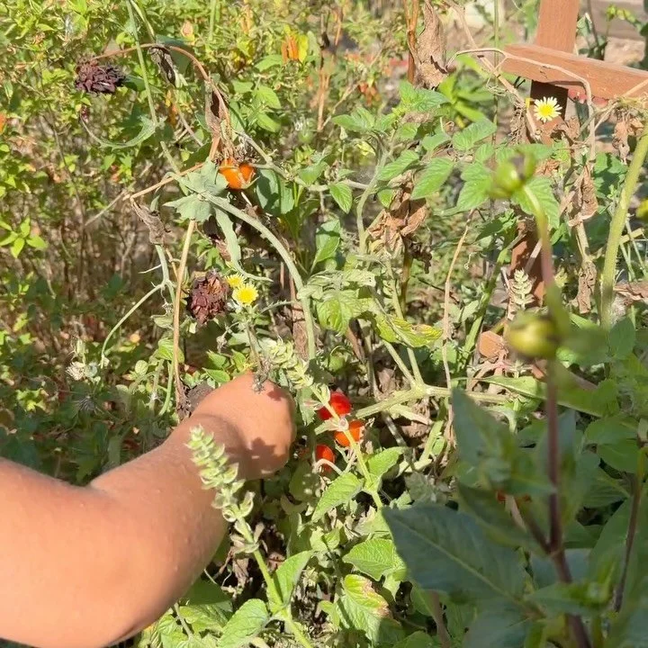 A sweet garden harvest and a whole lot of learning! 🥬🍋&zwj;🟩🍎
Picking fruits and veggies is one of those simple things that gives children so many opportunities to learn. They discover where our food comes from, practice patience, notice colors a