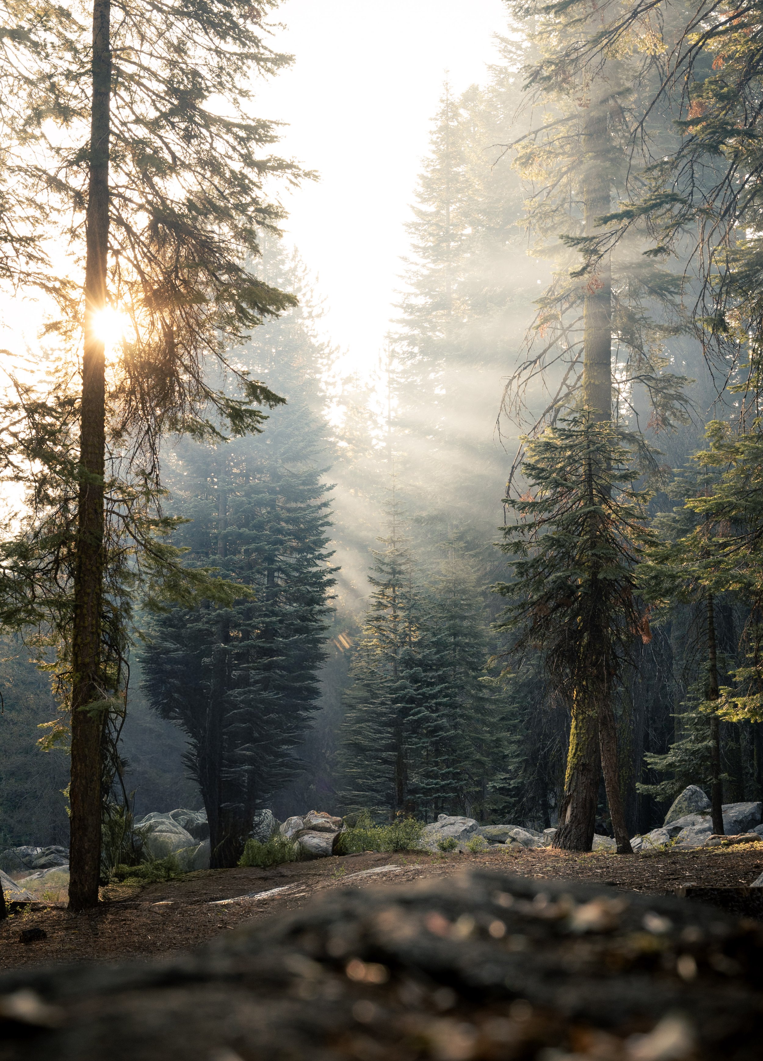 morning light in Yosemite campground