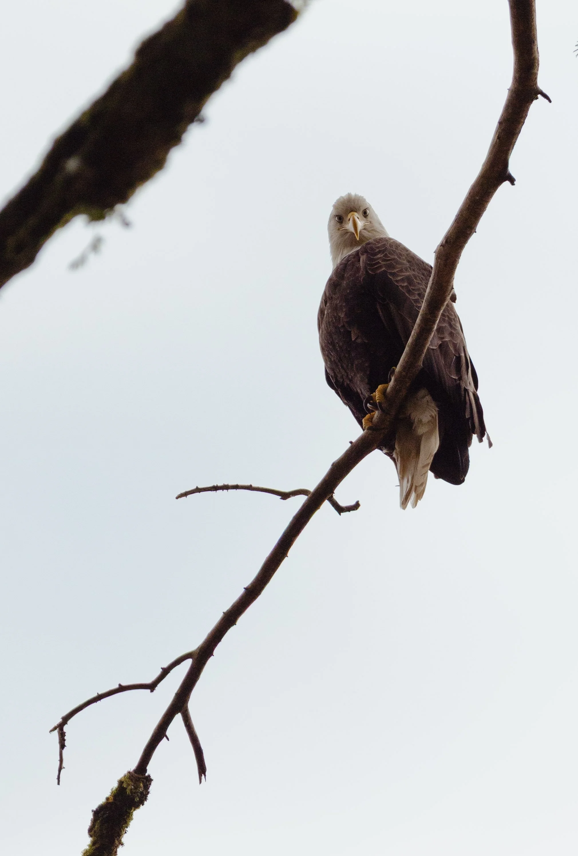 wildlife photo of an alaskan bald eagle