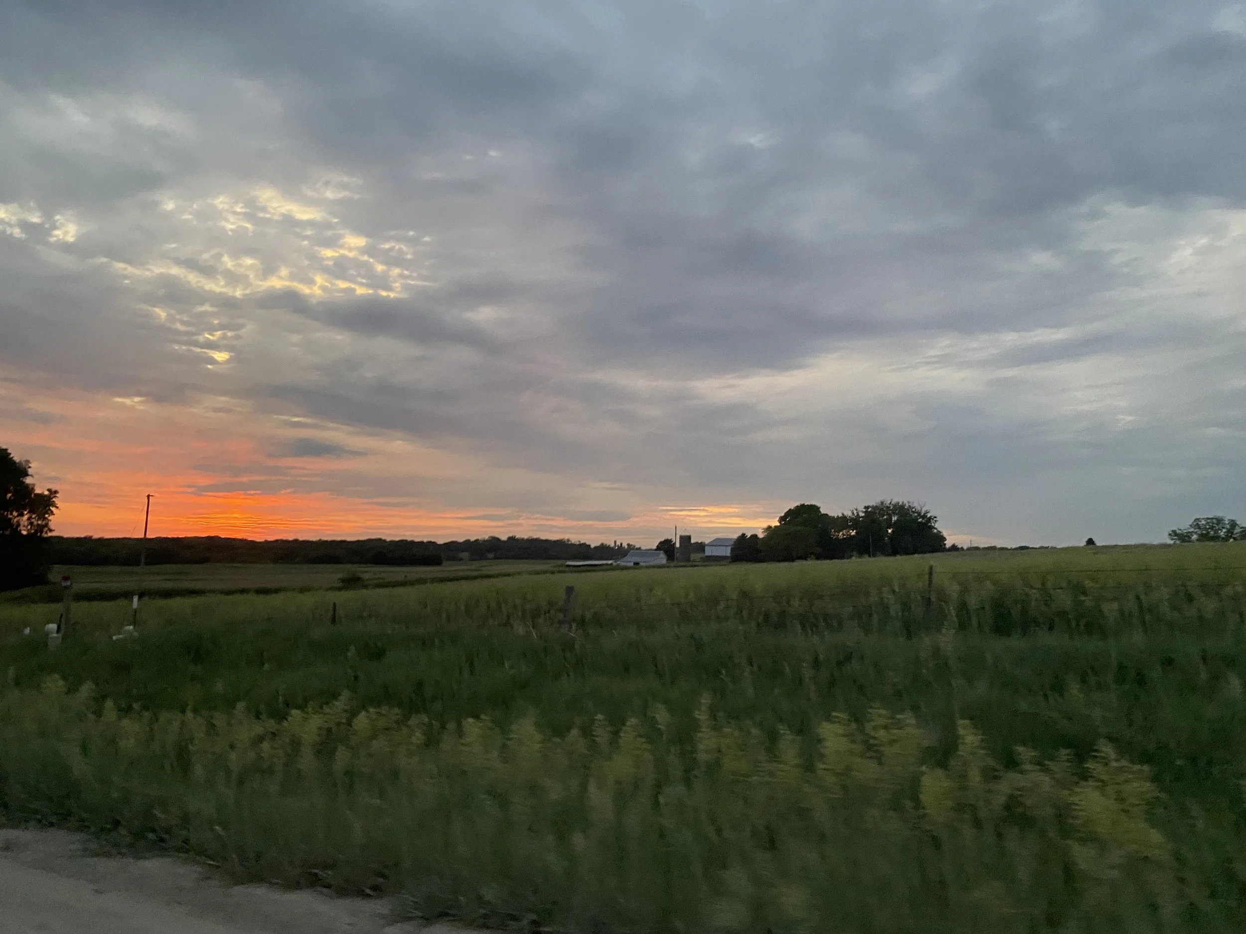 Sunset over cornfield